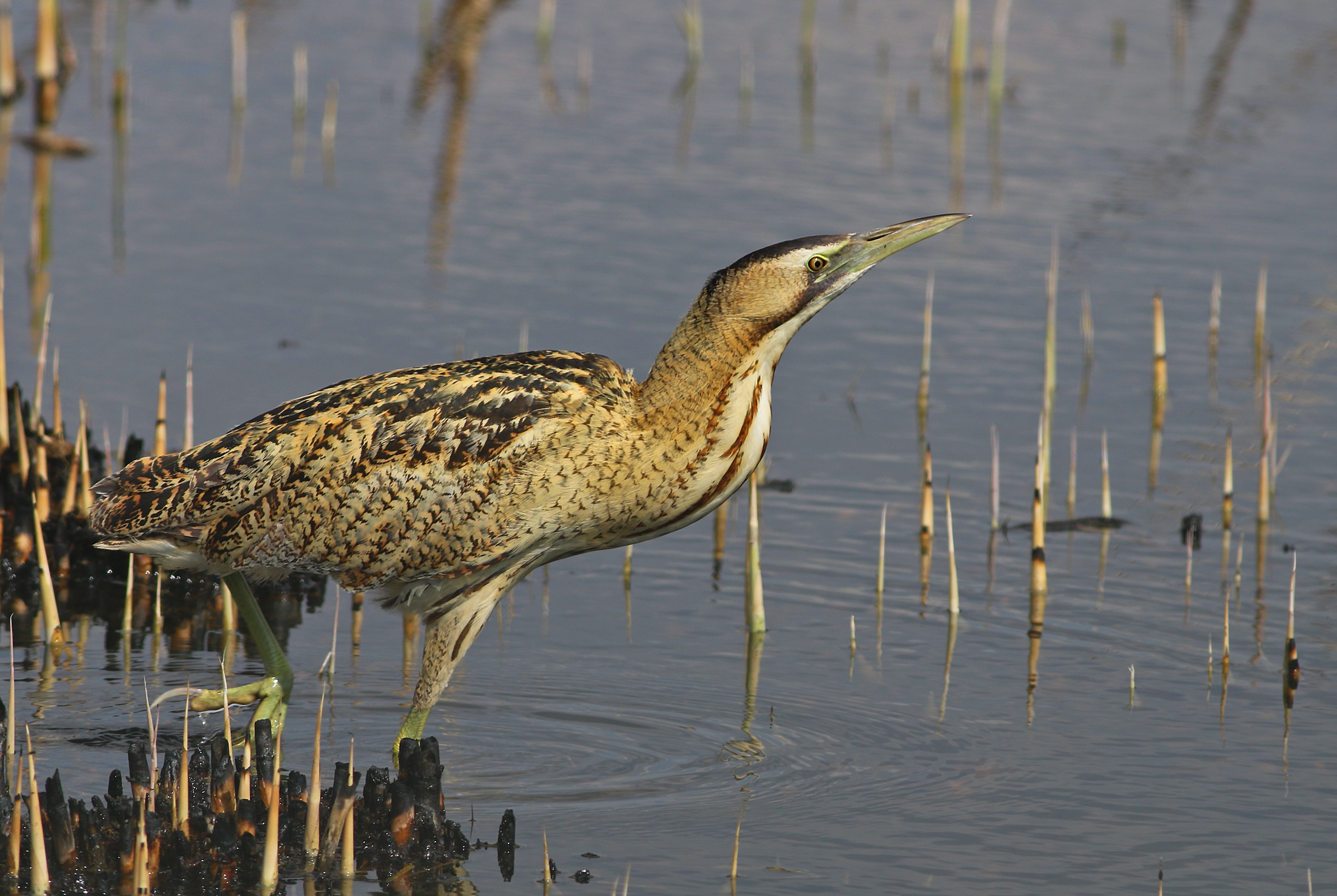 Great Bittern — Ana fotoğraf