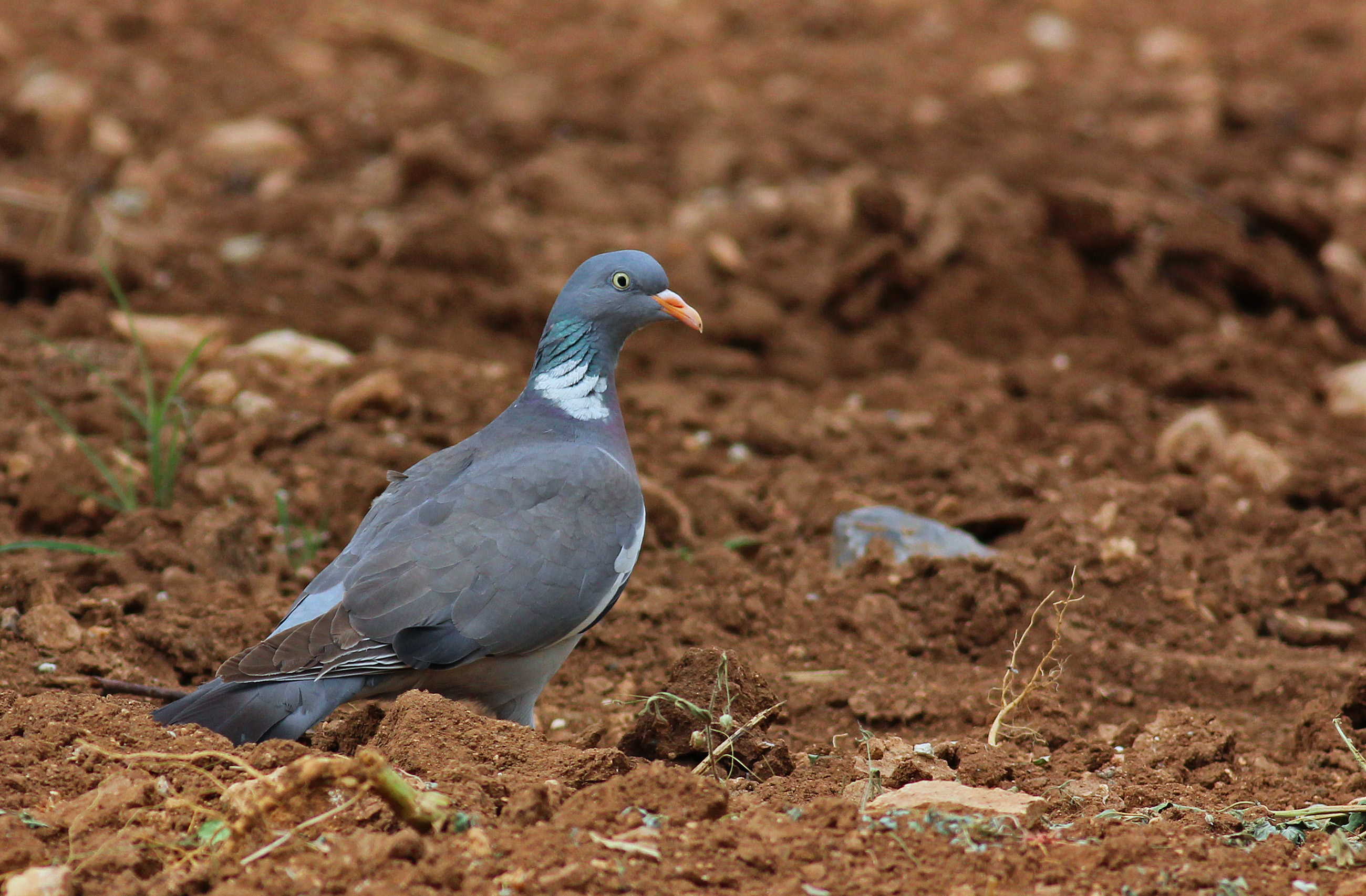 Common Wood-Pigeon