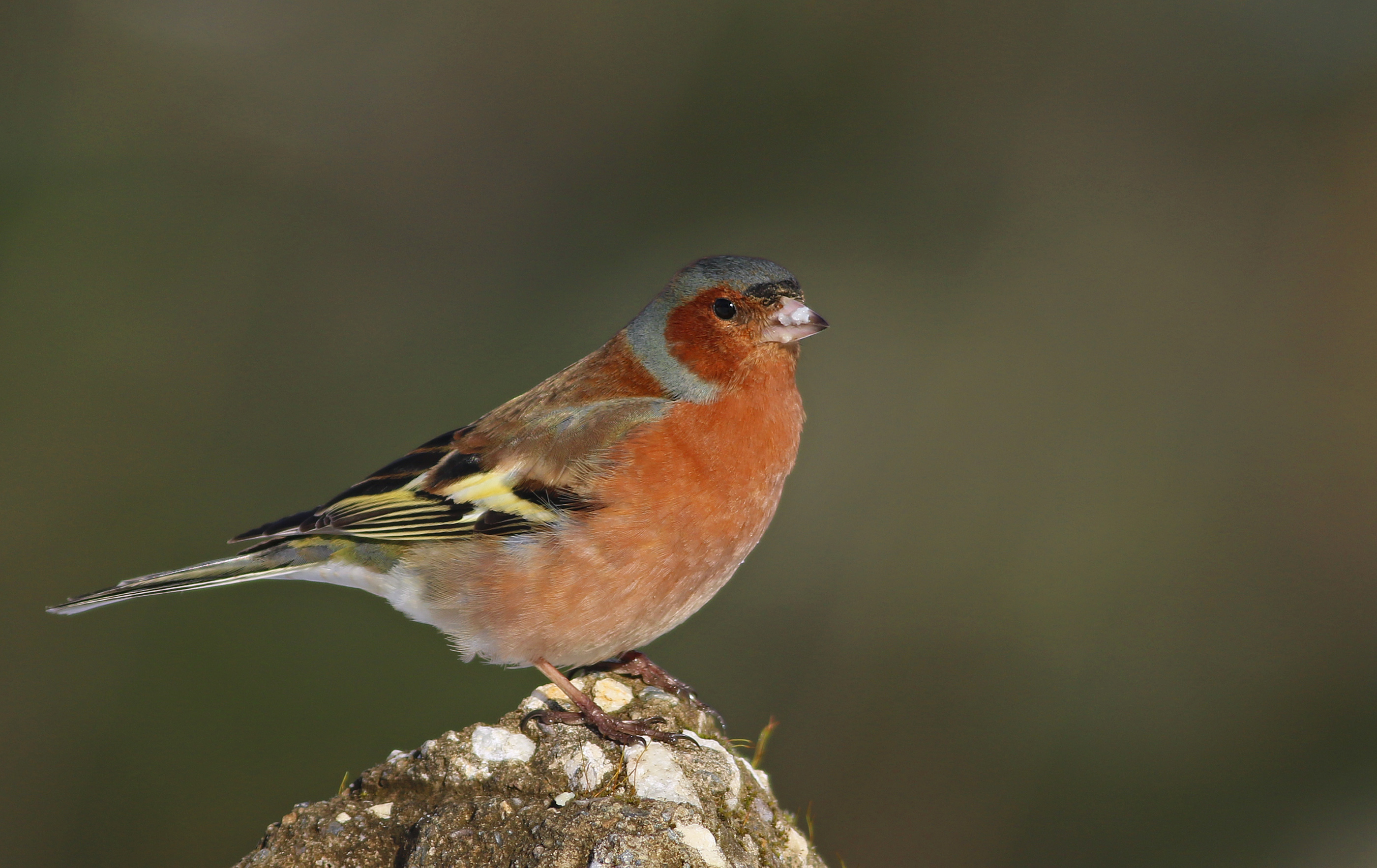 Common Chaffinch