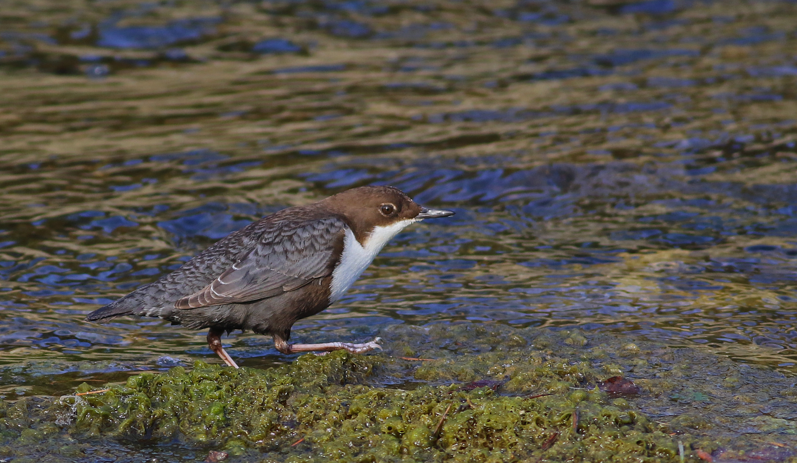 White-throated Dipper