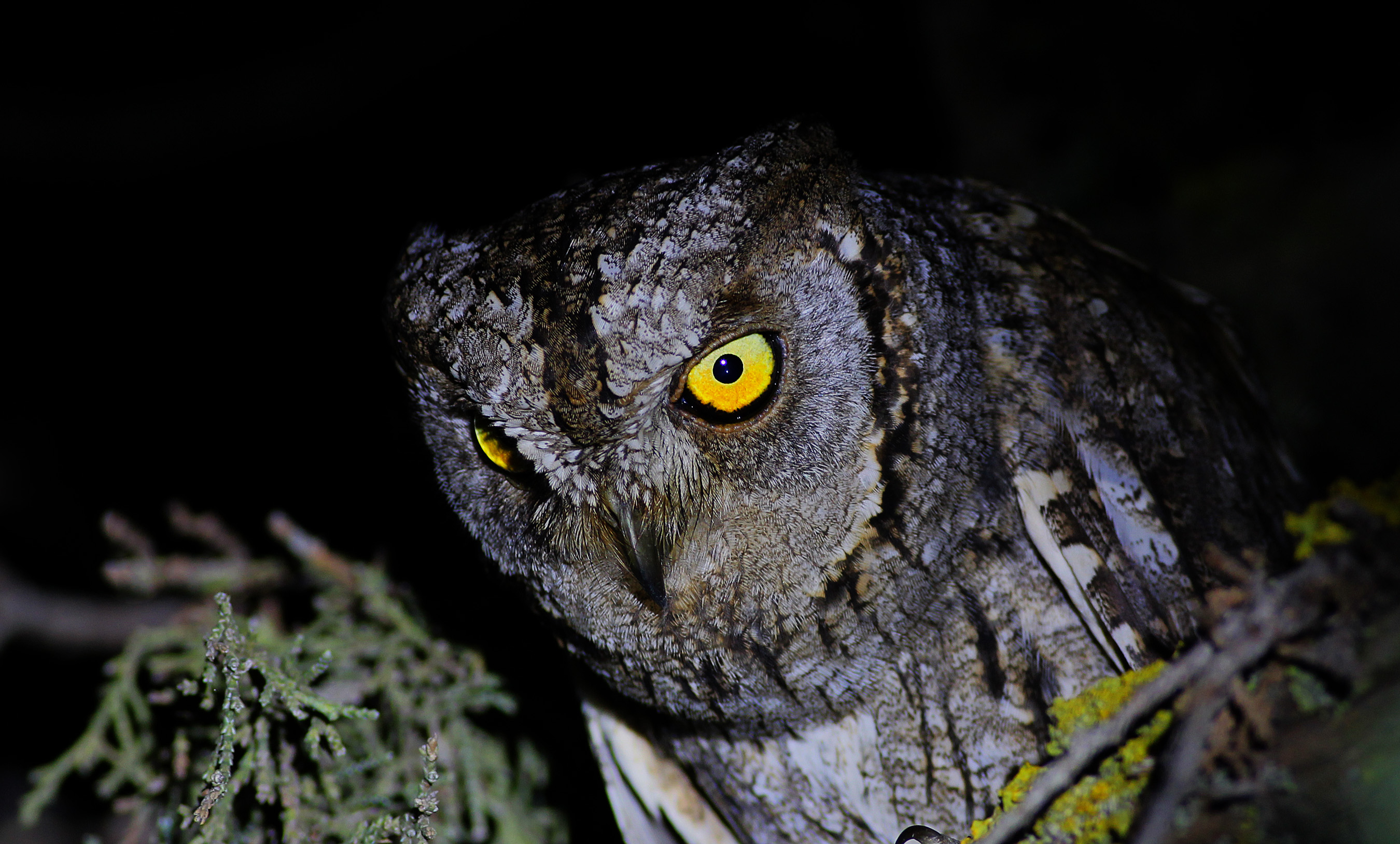 Eurasian Scops-Owl