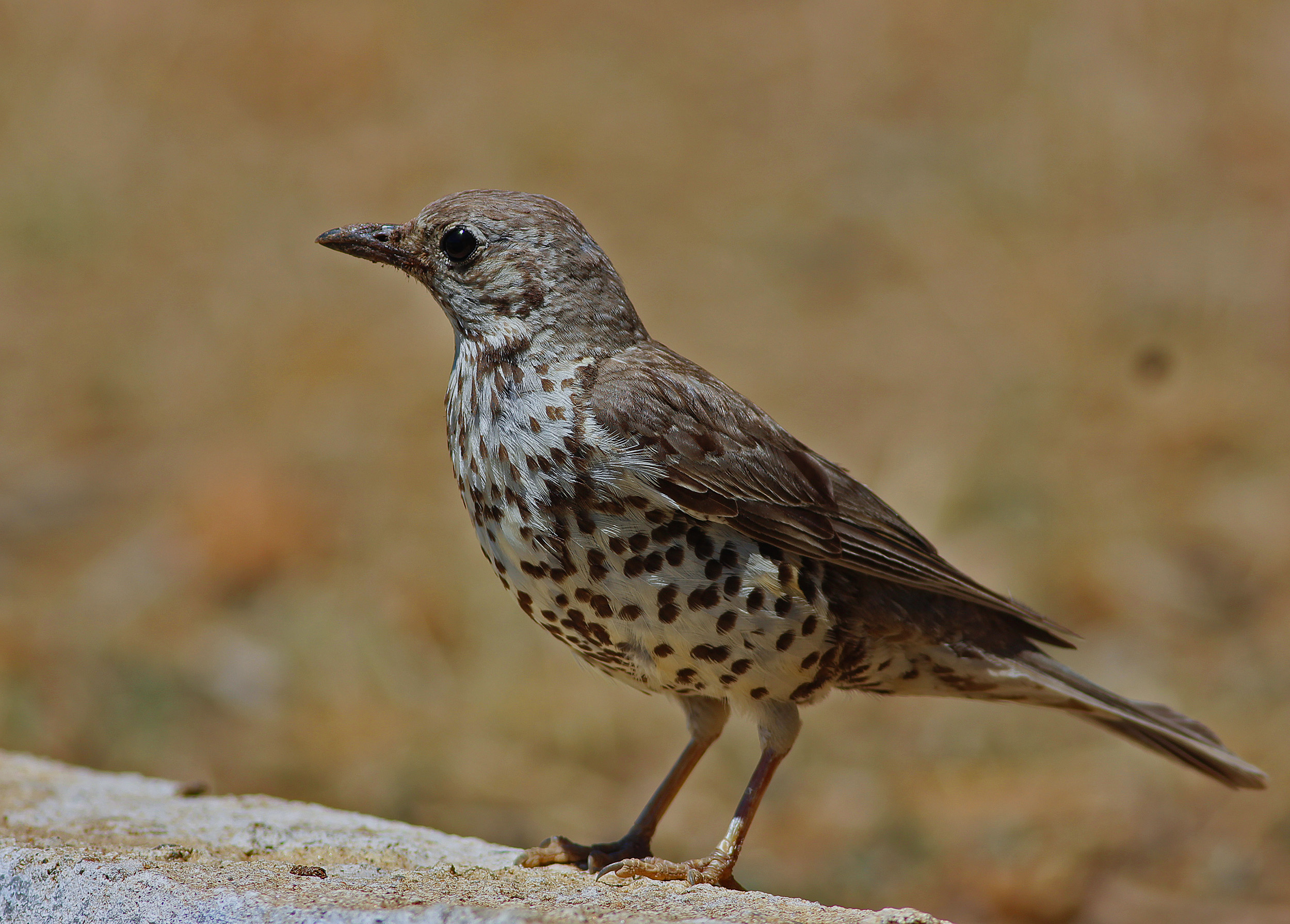 Mistle Thrush