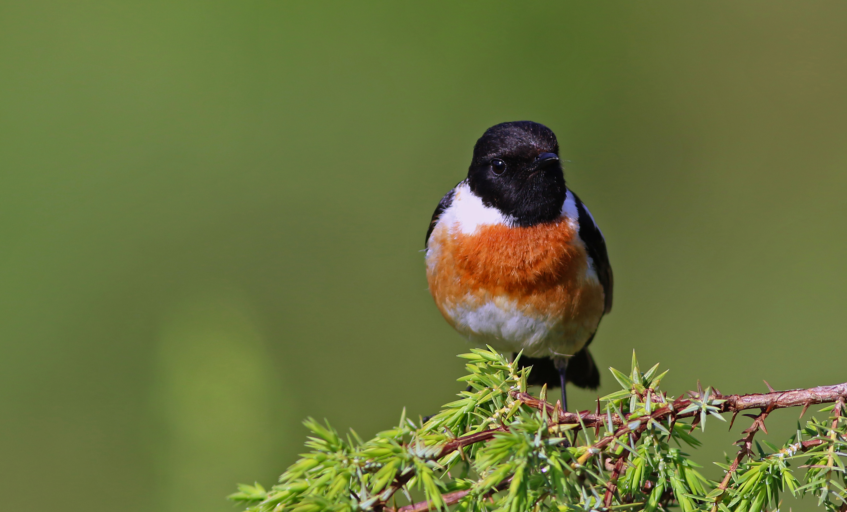 European Stonechat