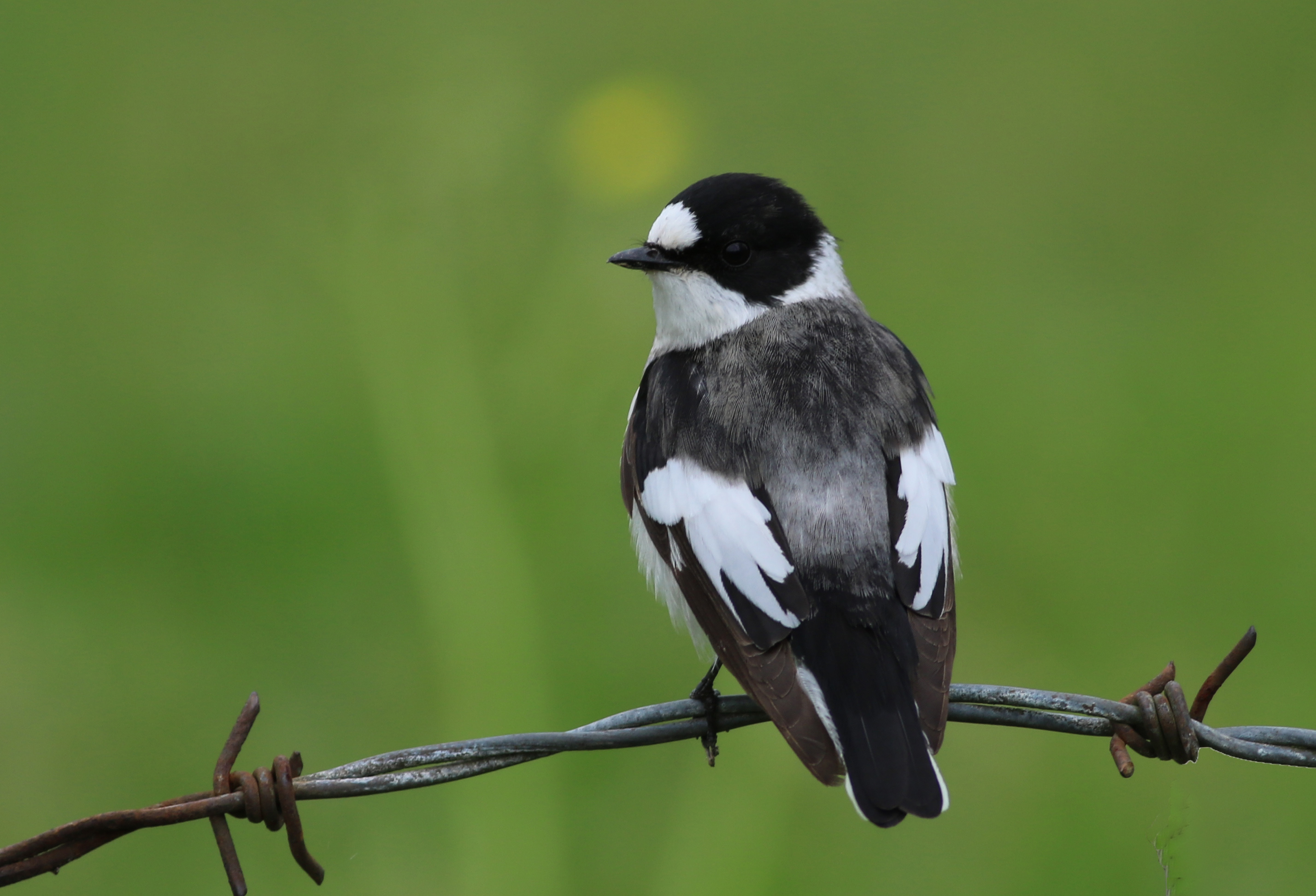 Collared Flycatcher