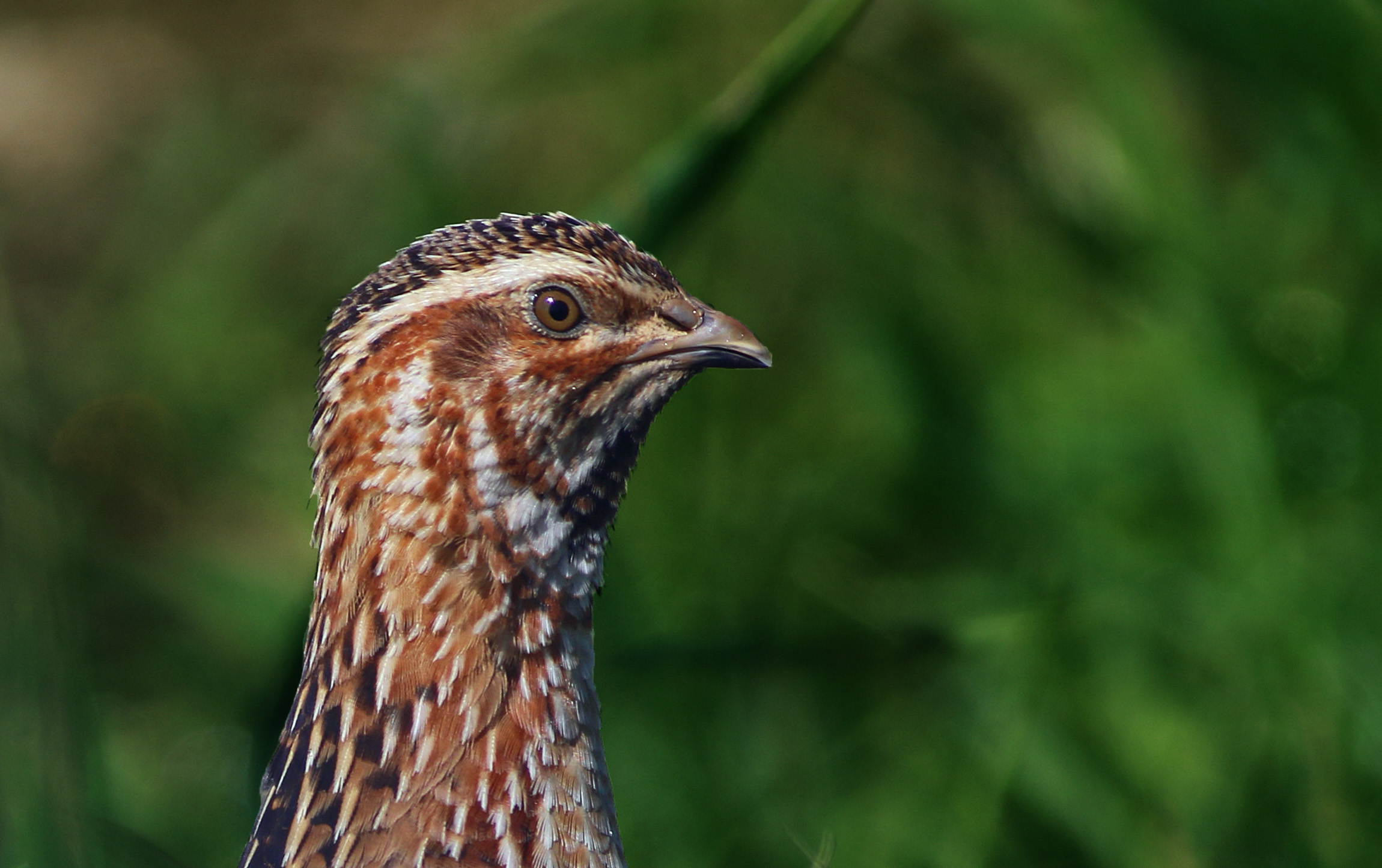 Common Quail — Ana fotoğraf