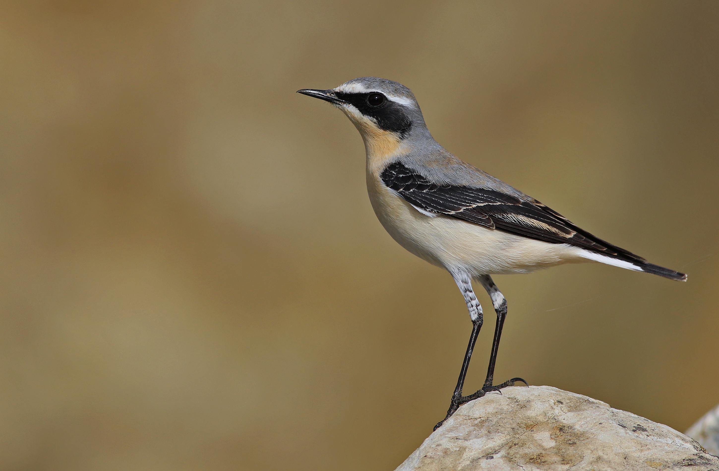 Northern Wheatear