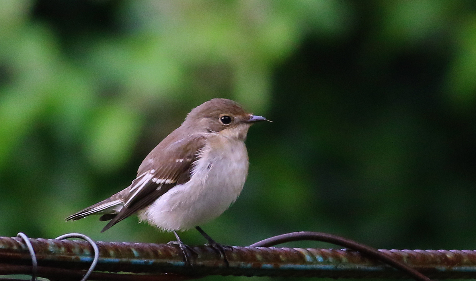 Red-breasted Flycatcher