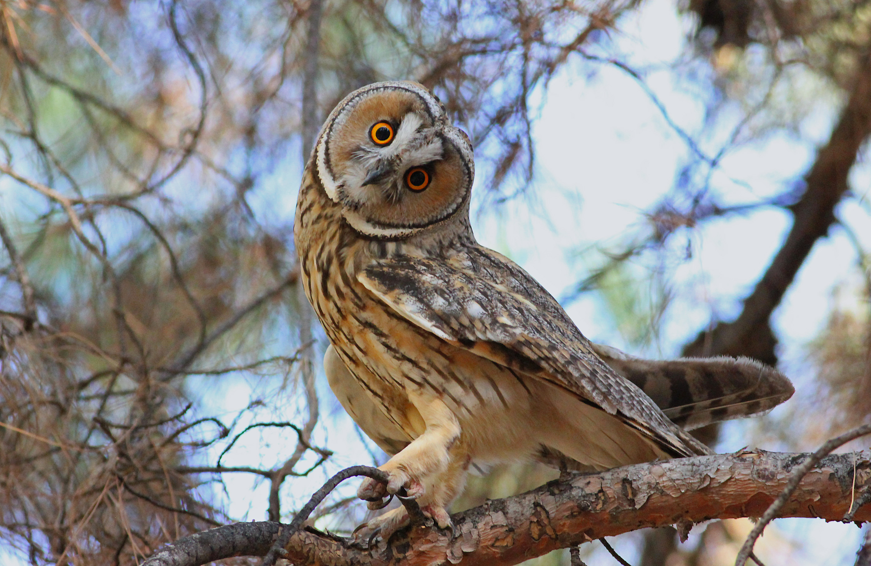 Long-eared Owl