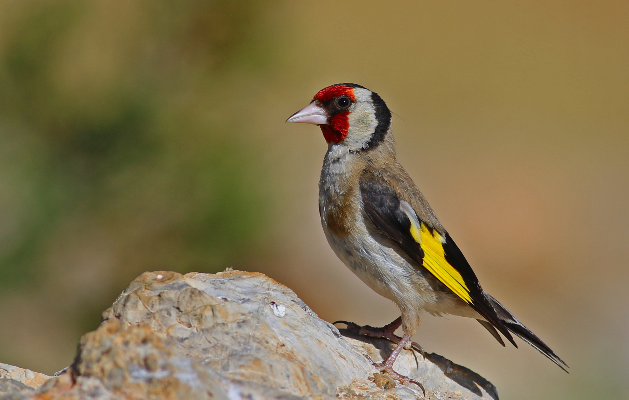 European Goldfinch