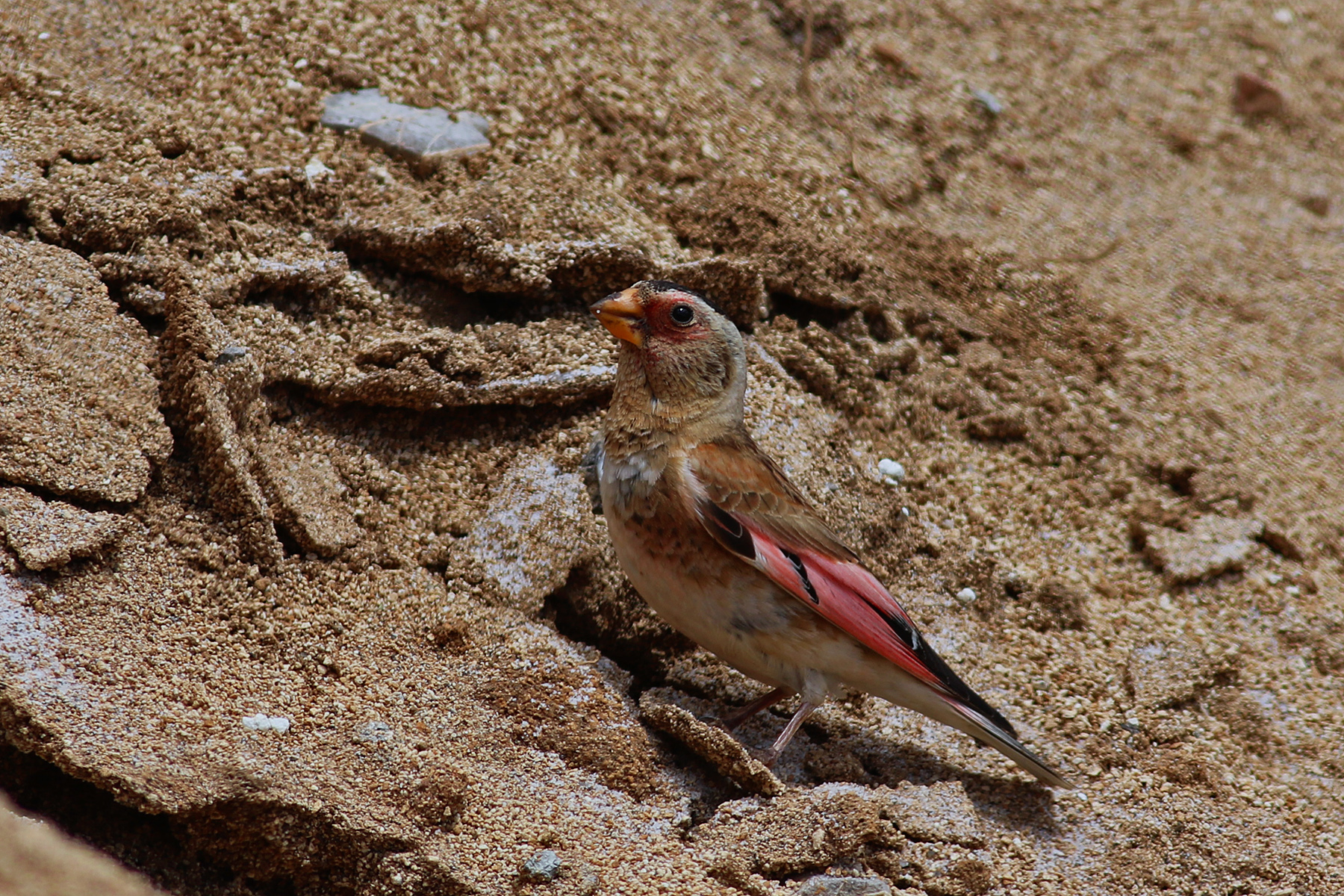 Crimson-winged Finch