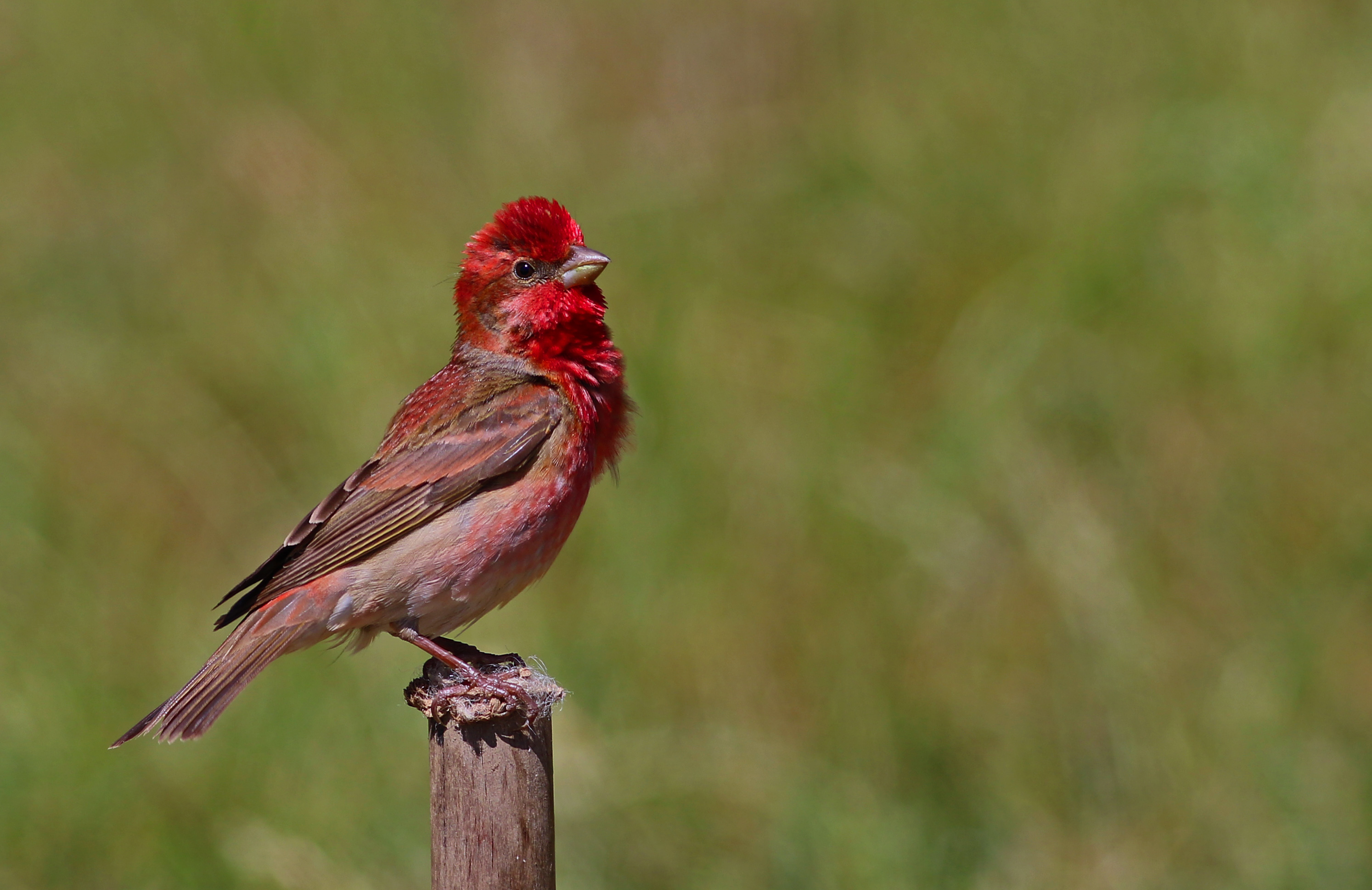 Common Rosefinch