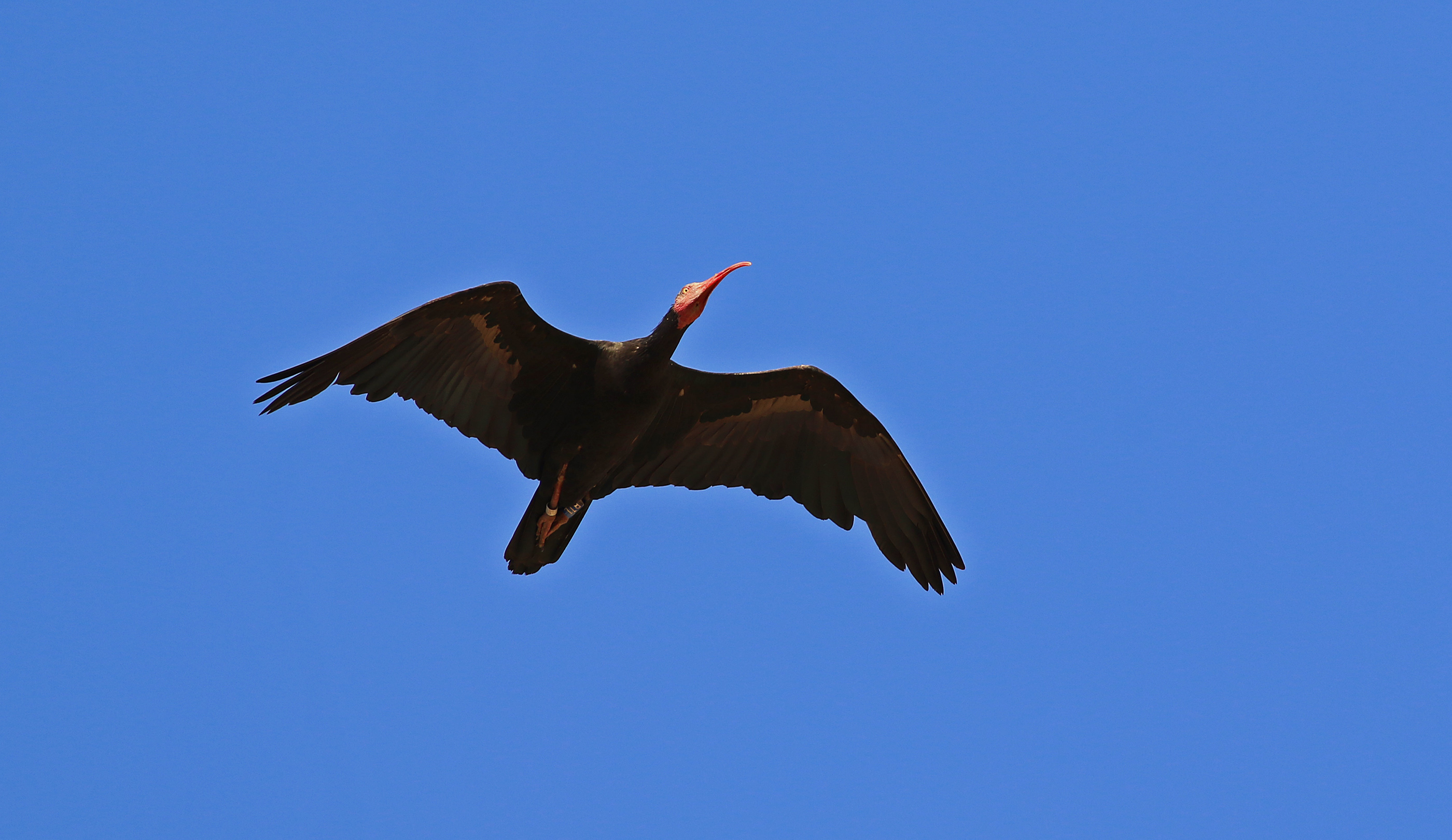 Northern Bald Ibis