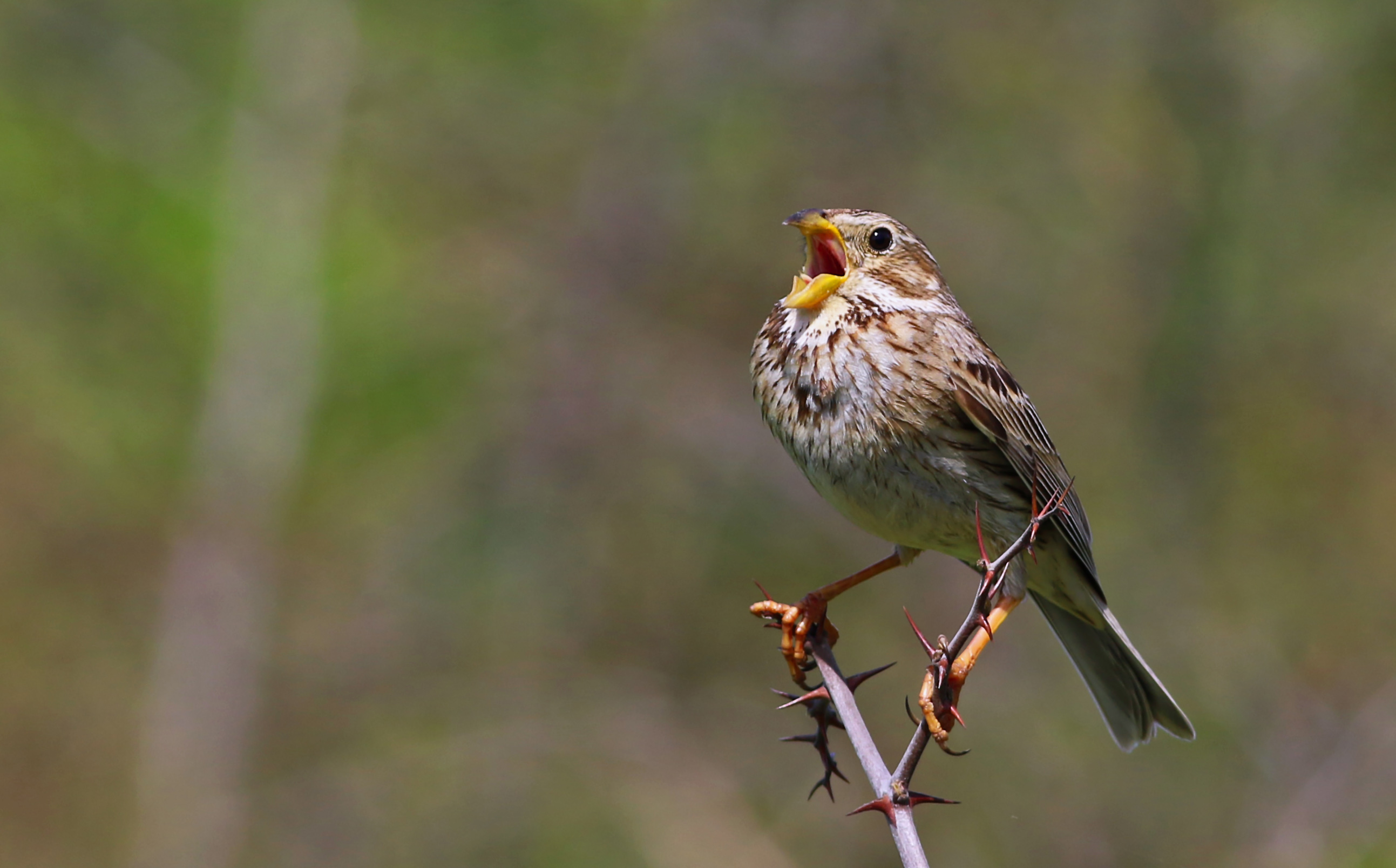 Corn Bunting