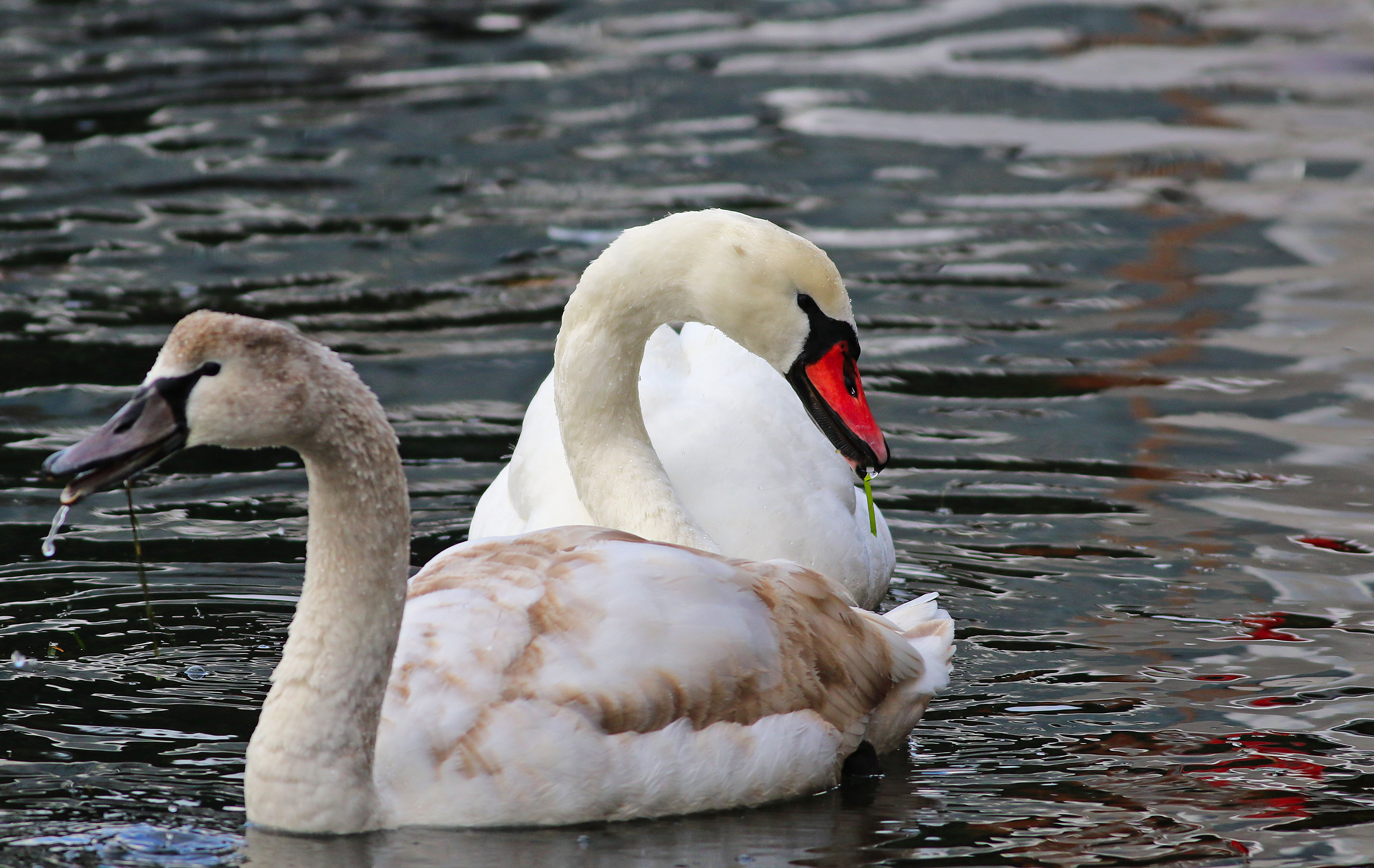 Mute Swan — Ana fotoğraf