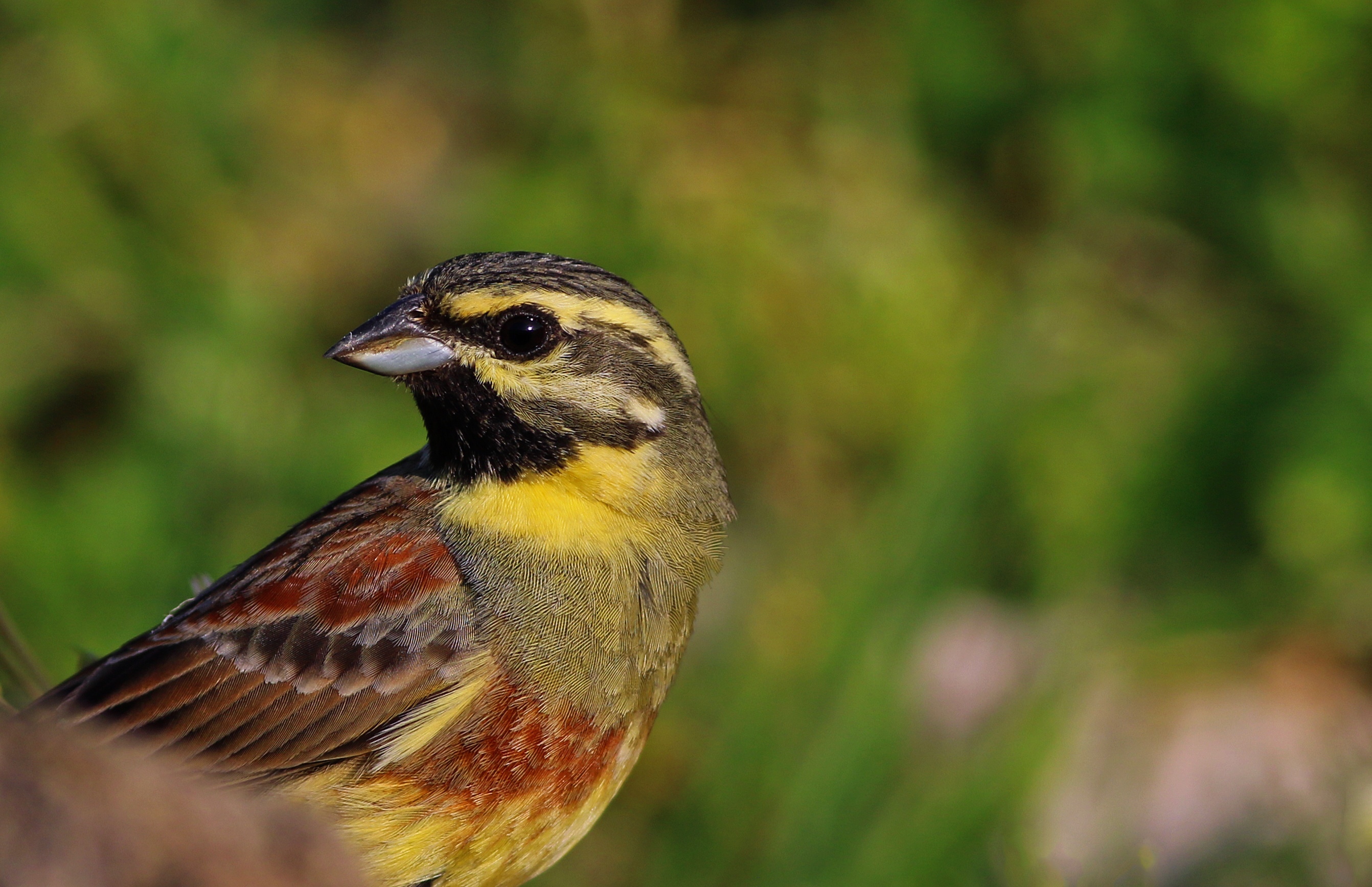 Cirl Bunting