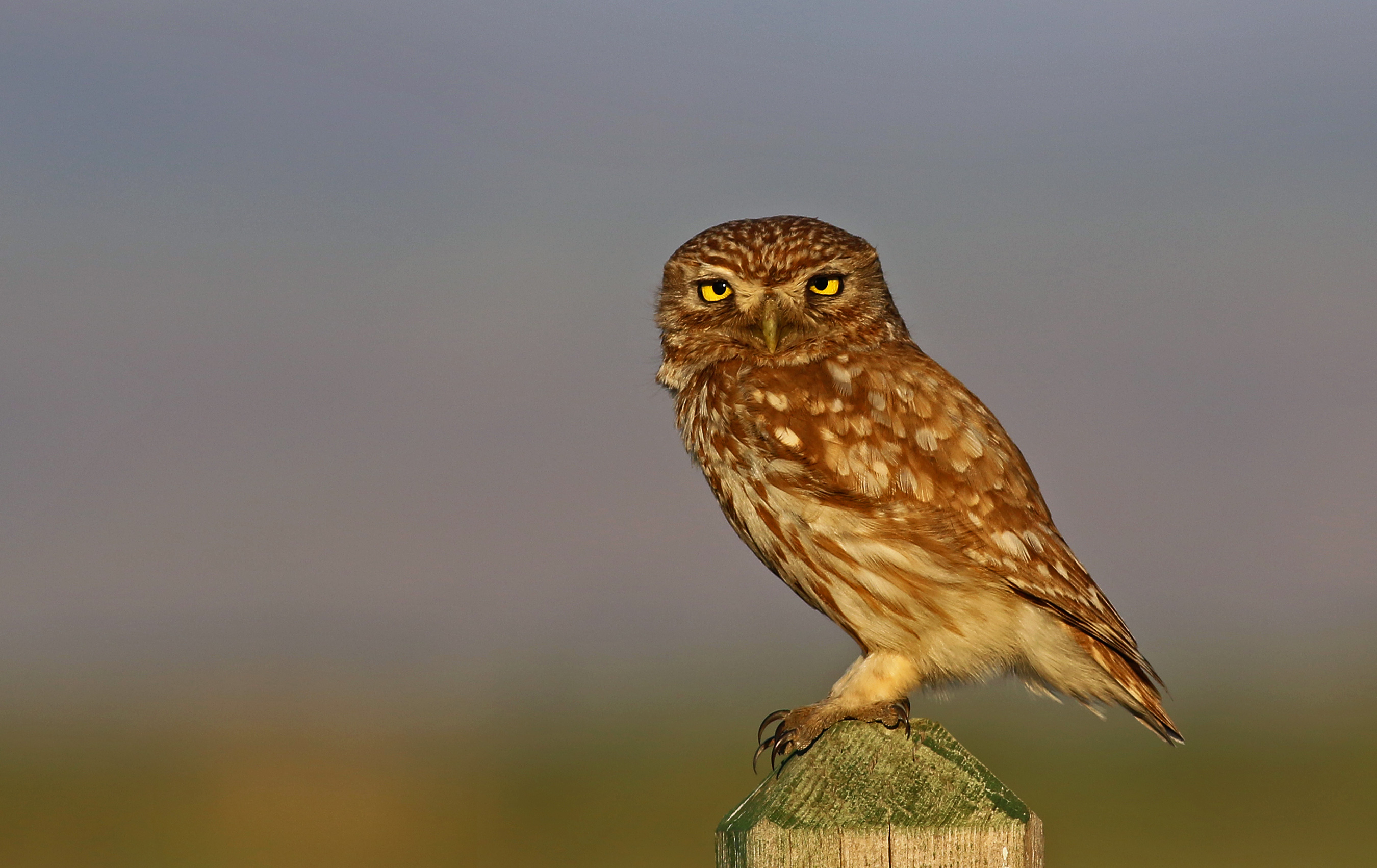 Little Owl