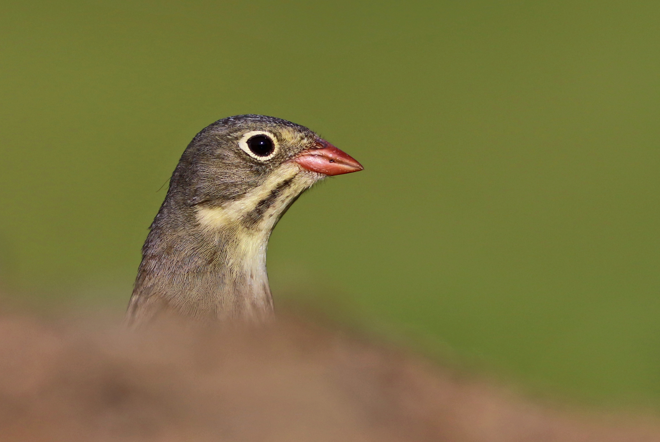 Ortolan Bunting