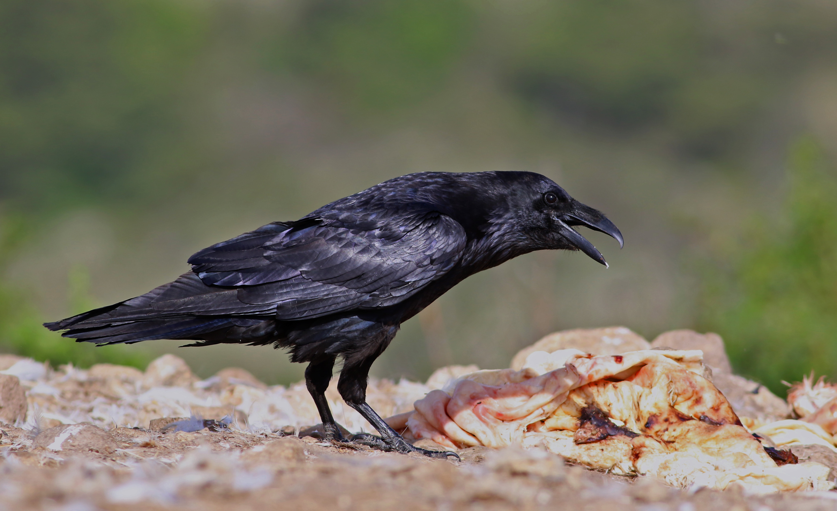 Common Raven