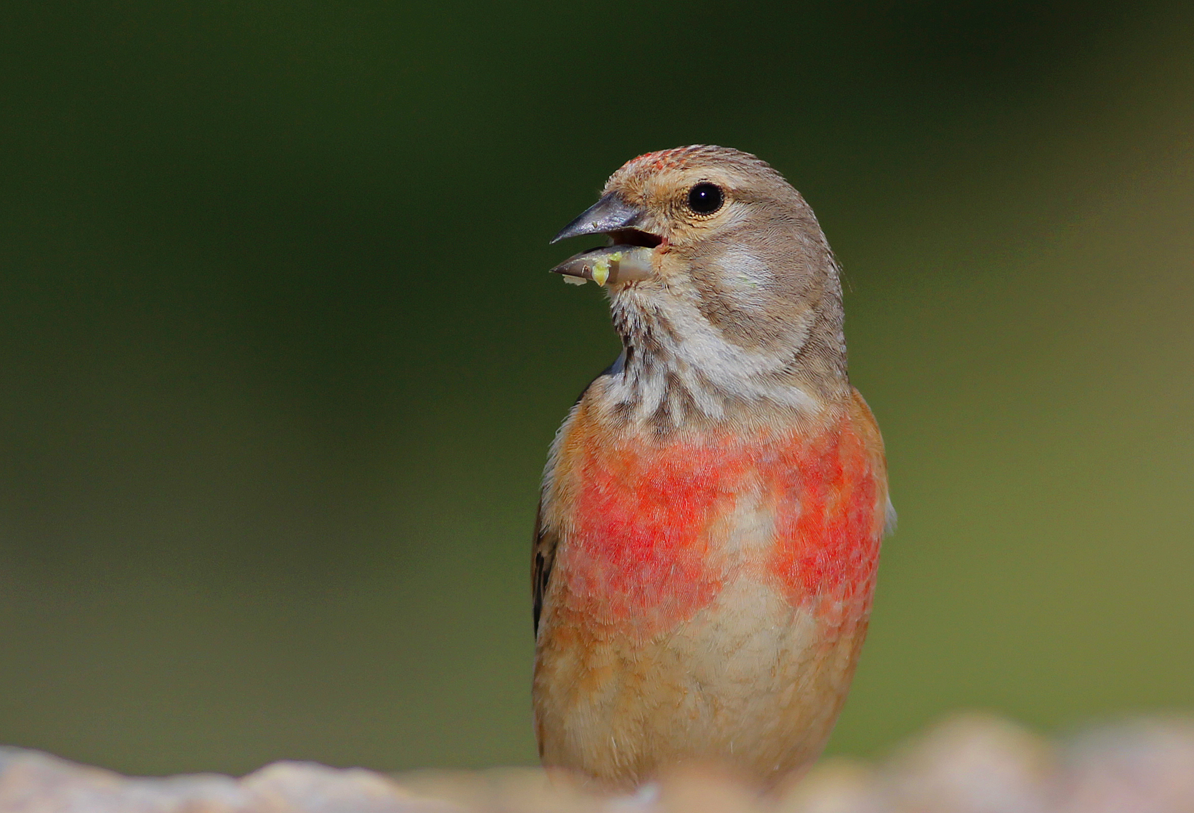 Eurasian Linnet