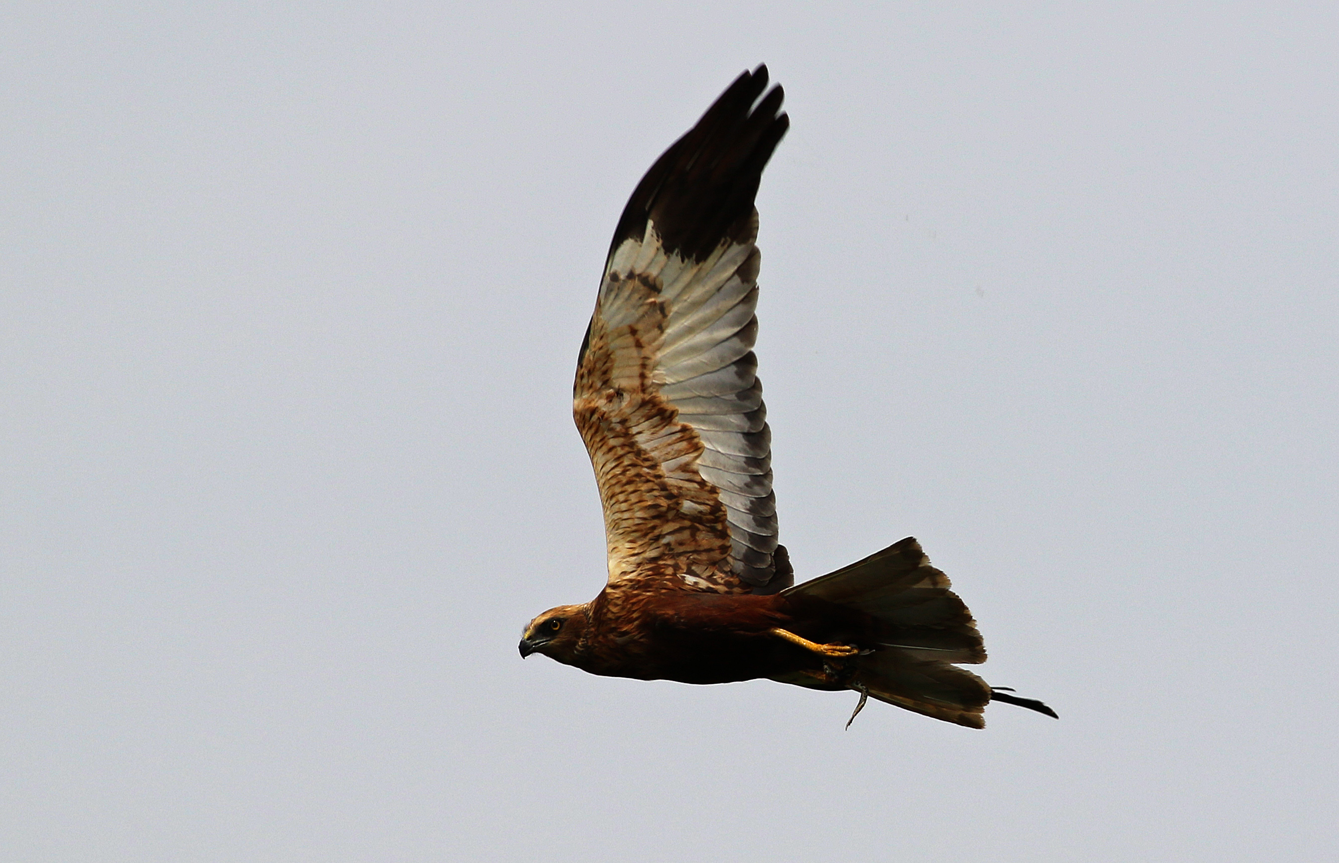 Eurasian Marsh-Harrier