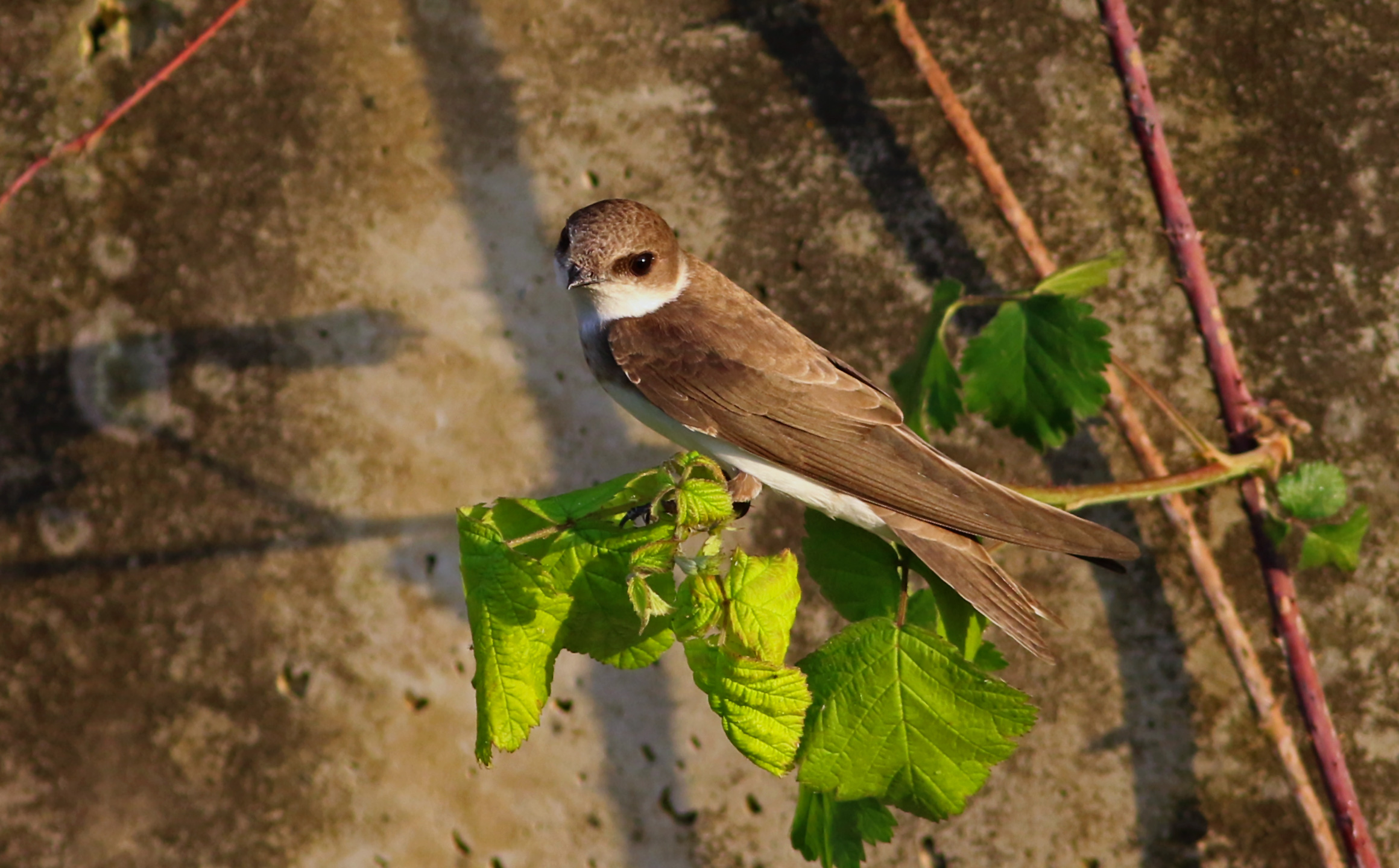 Bank Swallow — Ana fotoğraf