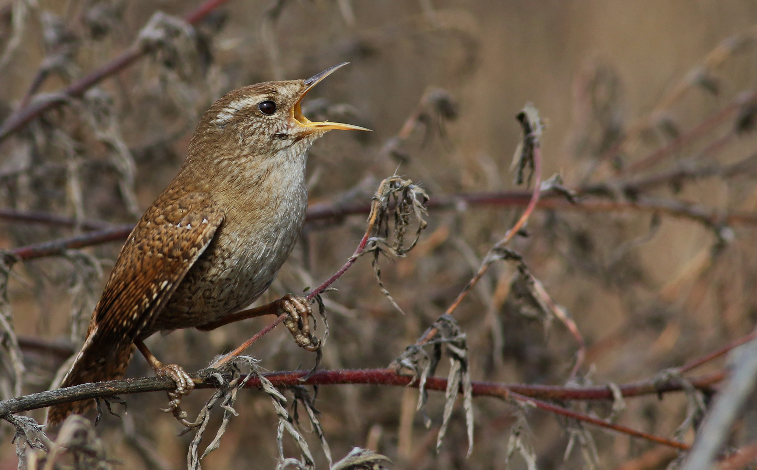 Eurasian Wren