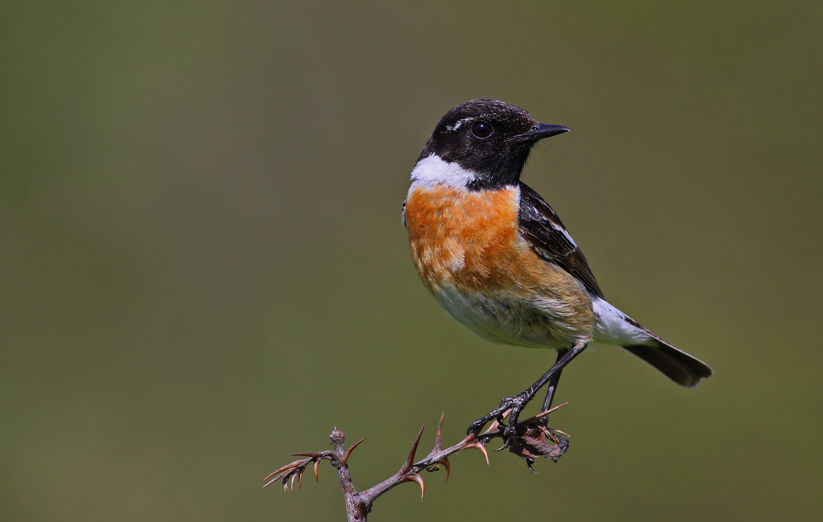 European Stonechat