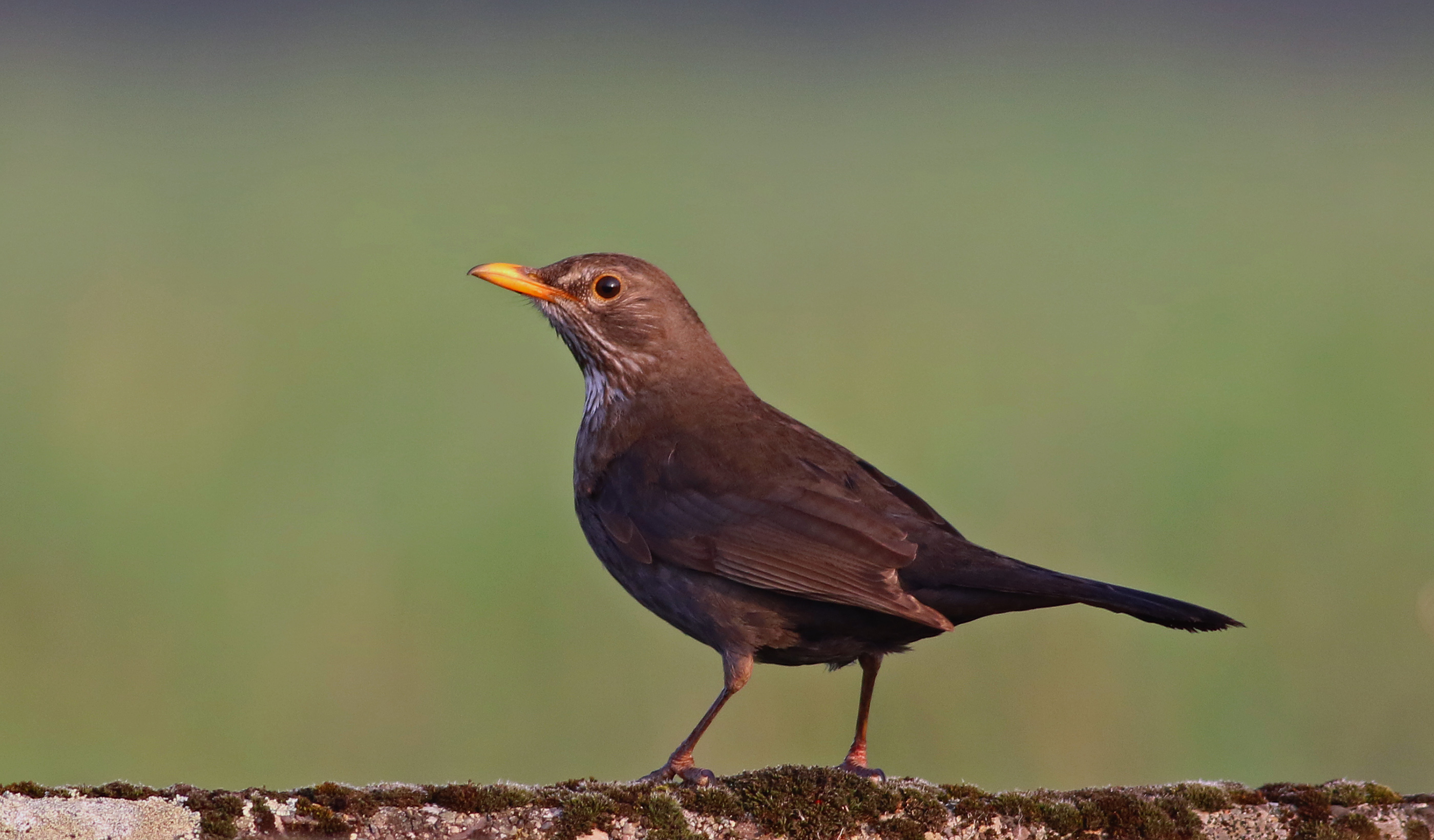 Eurasian Blackbird