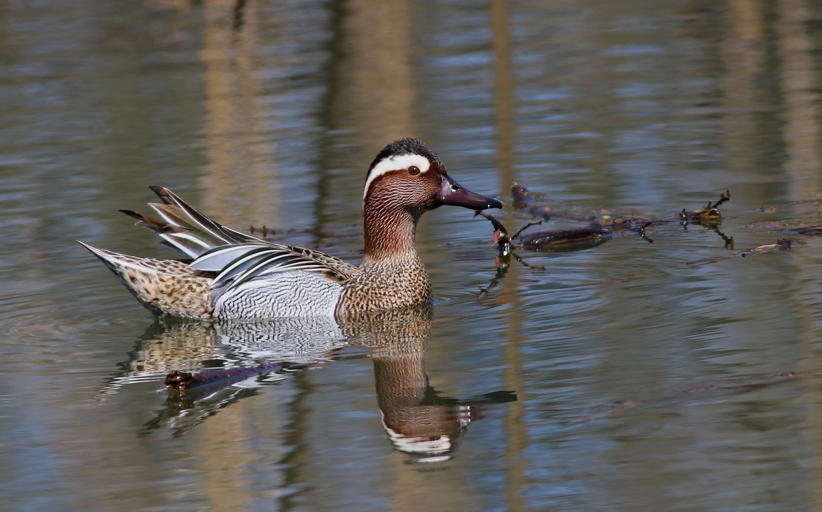 Garganey