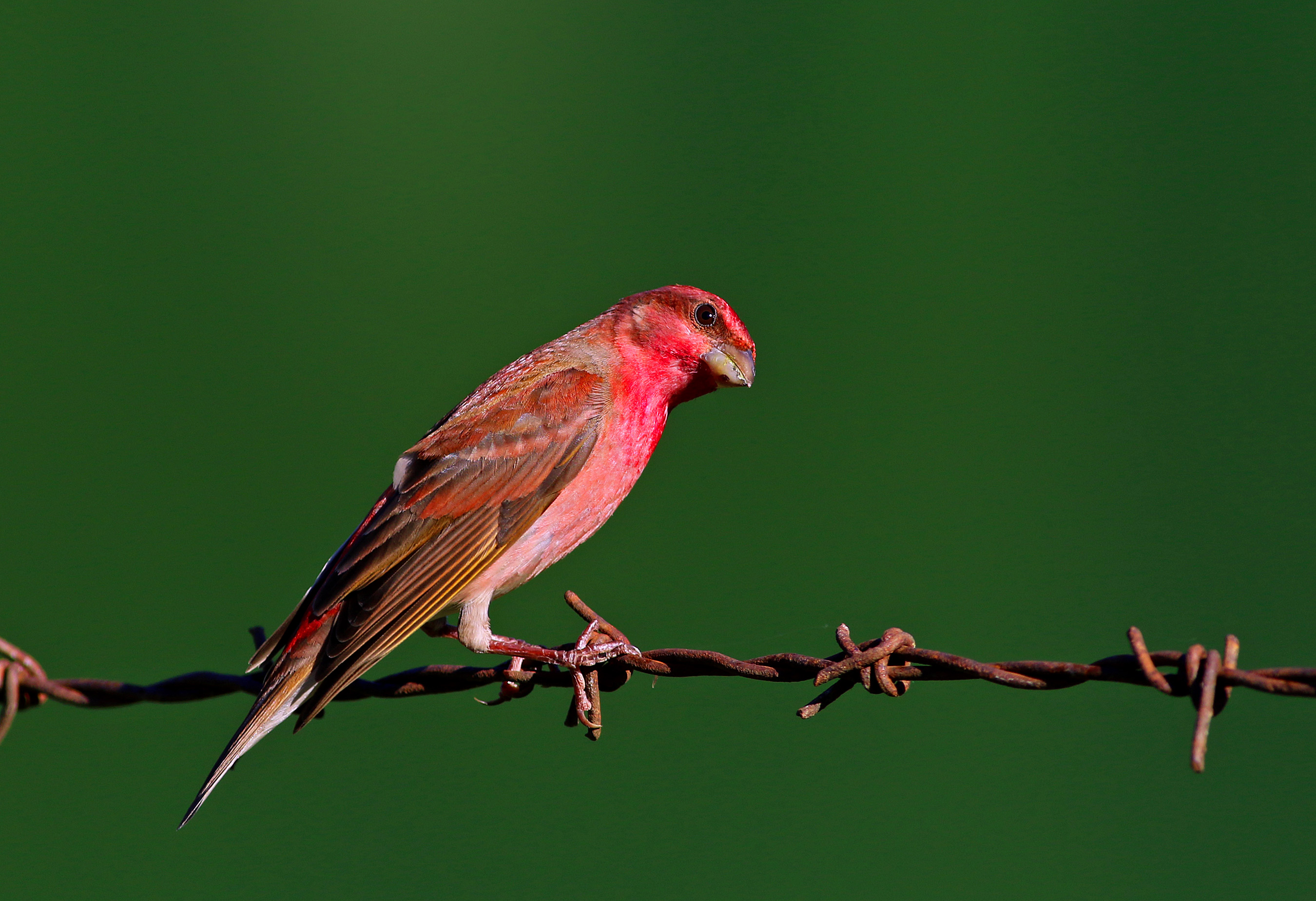 Common Rosefinch