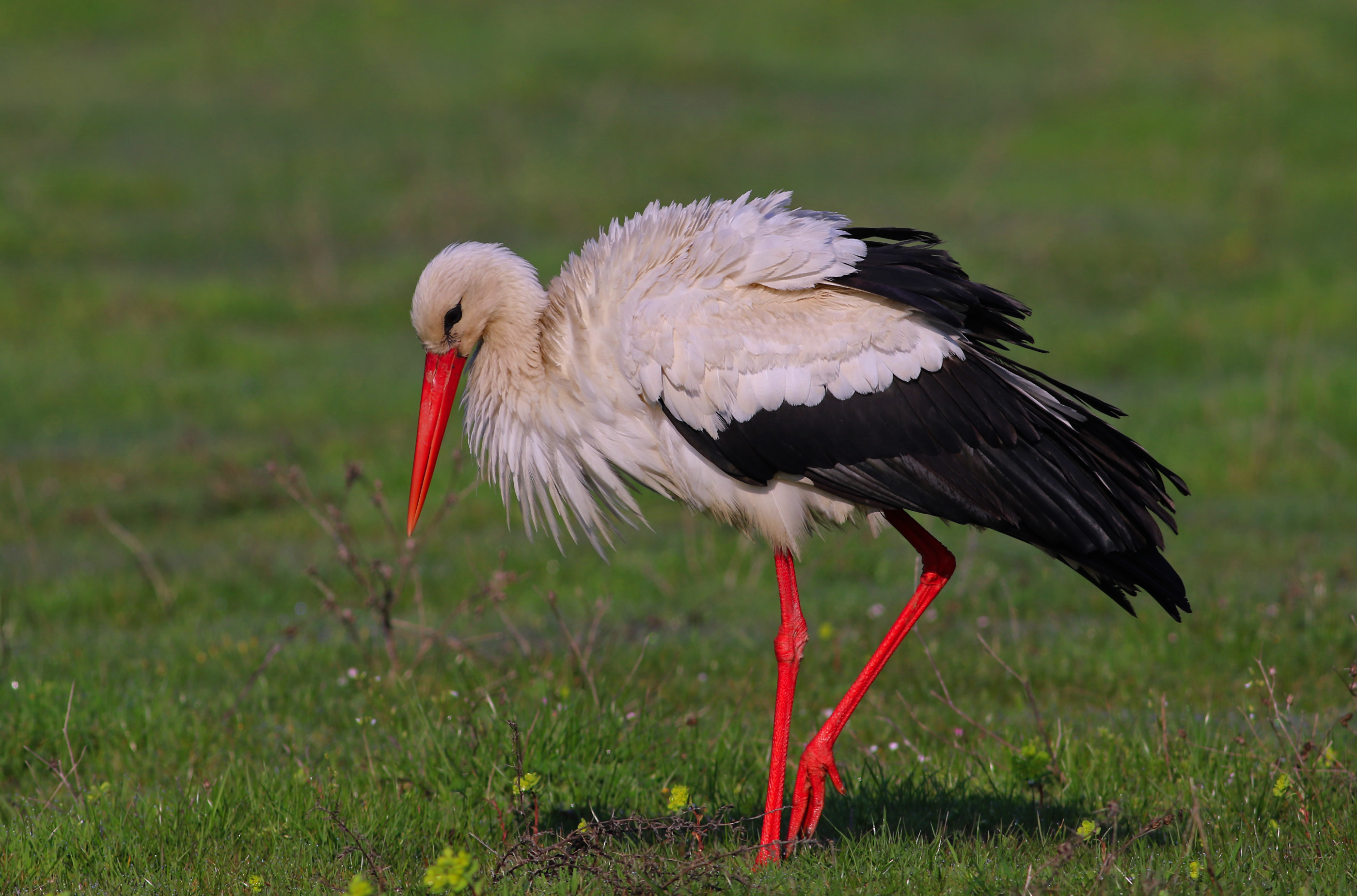 White Stork