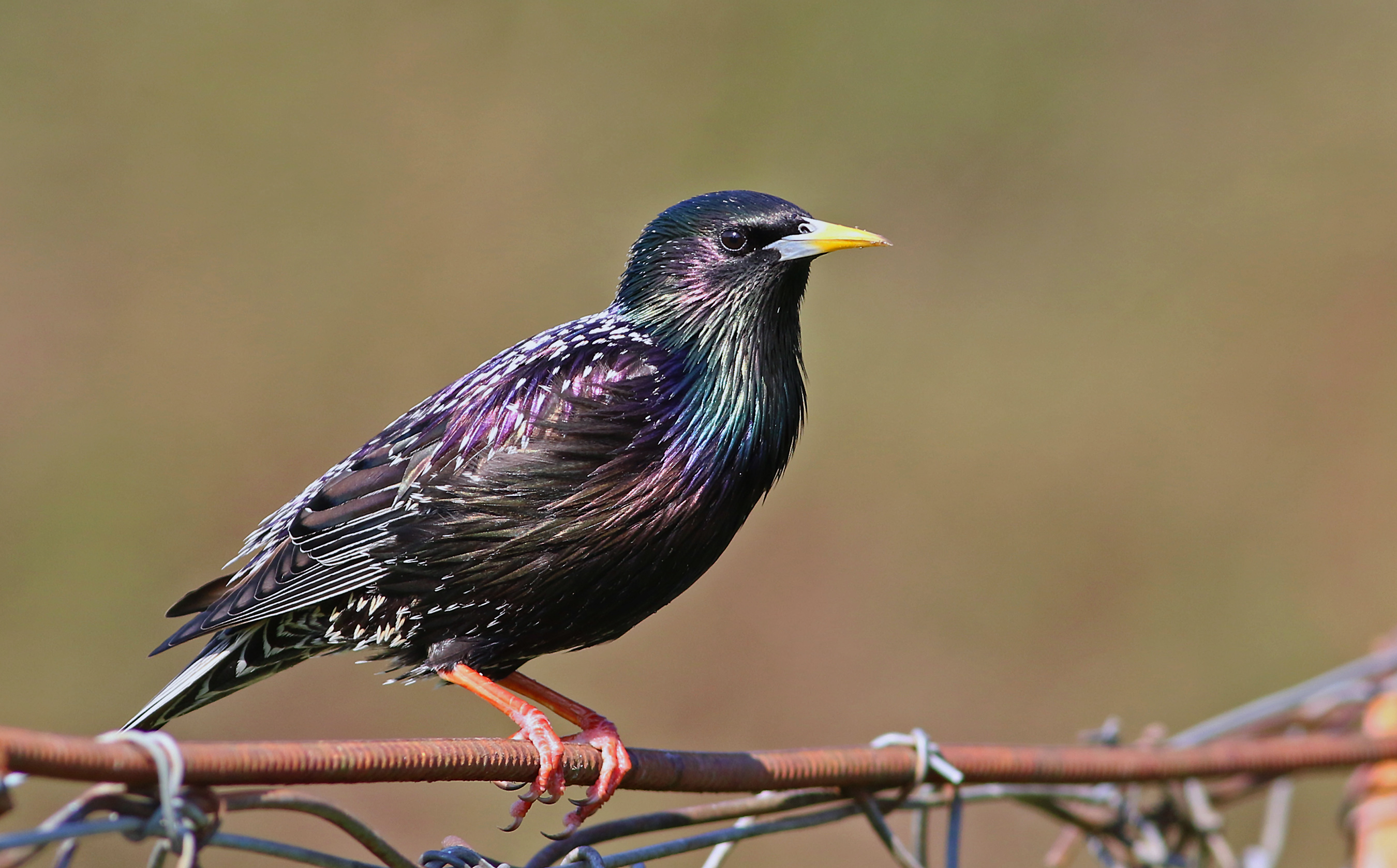 European Starling