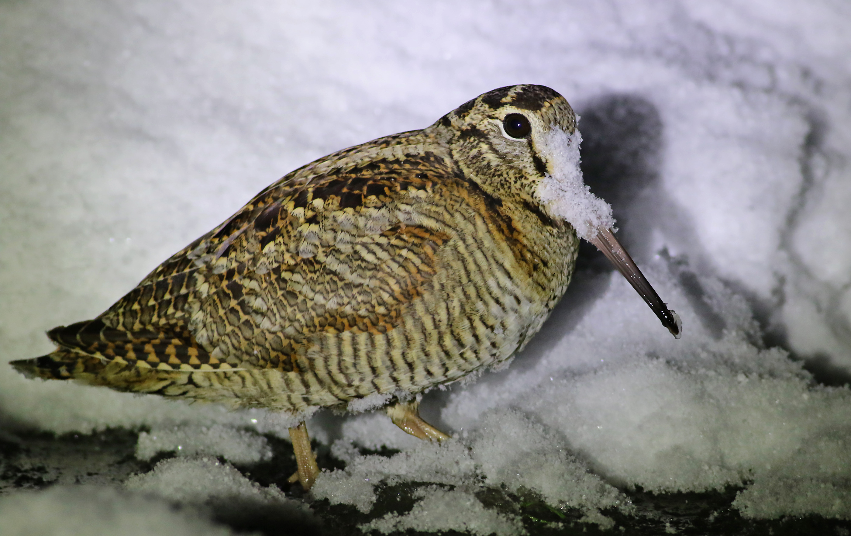 Eurasian Woodcock
