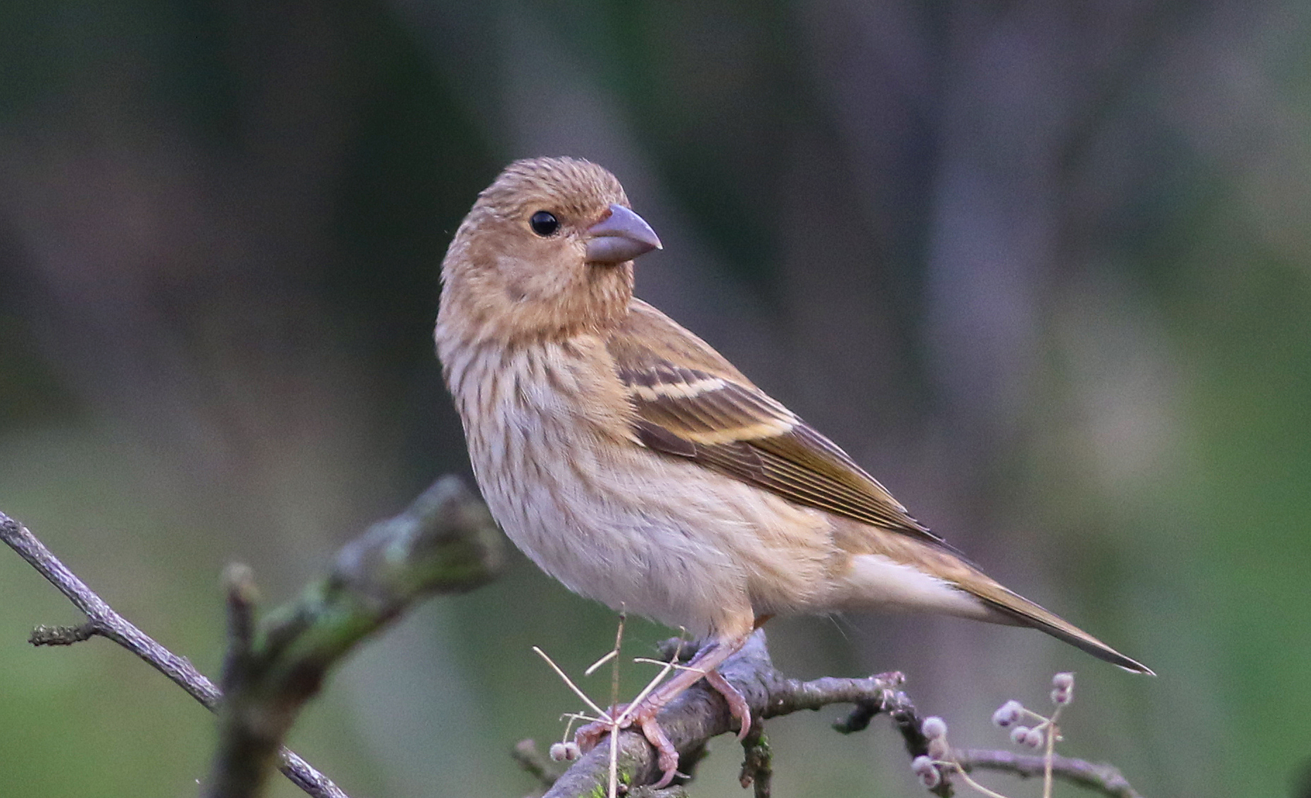 Common Rosefinch