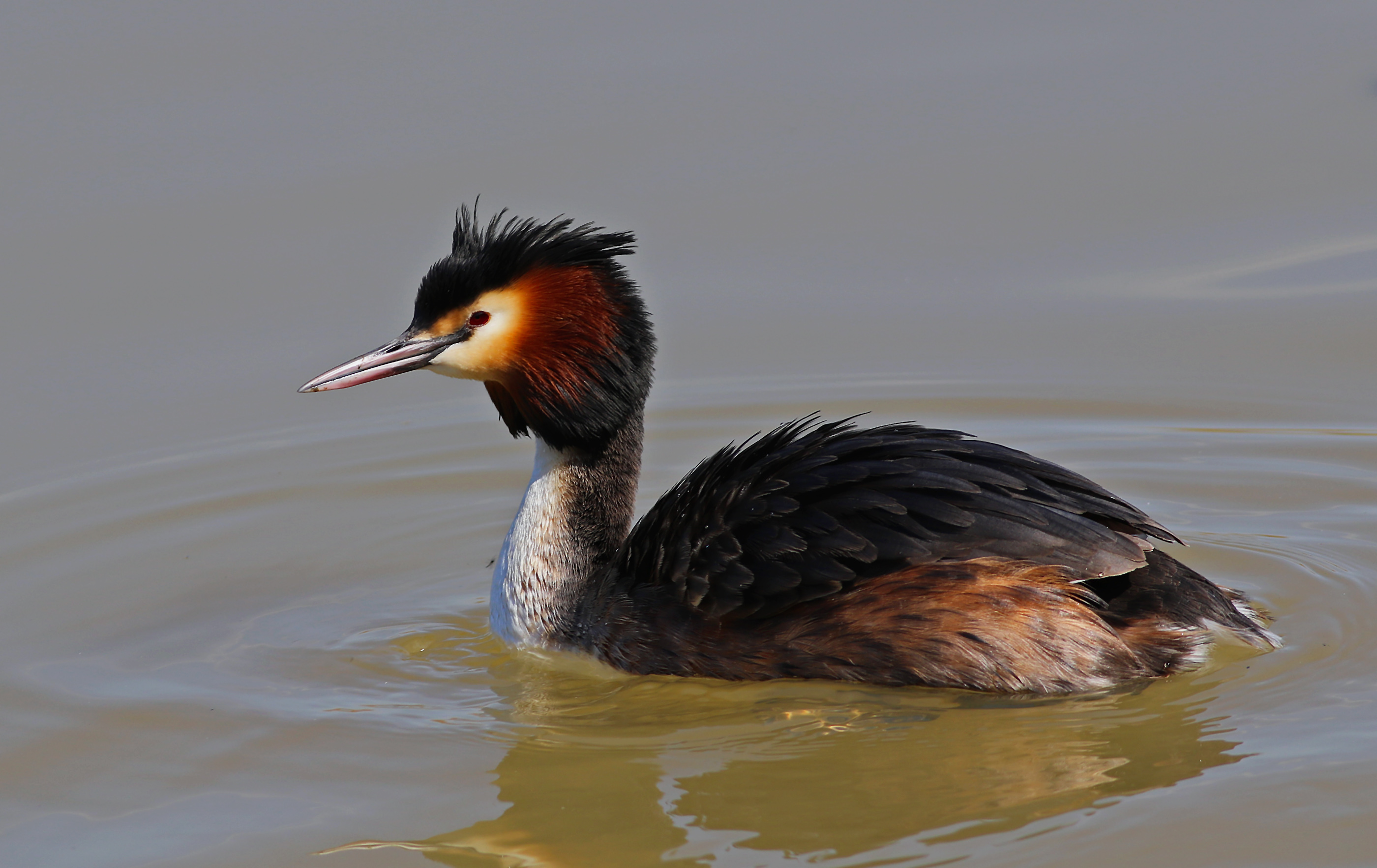 Great Crested Grebe — Ana fotoğraf
