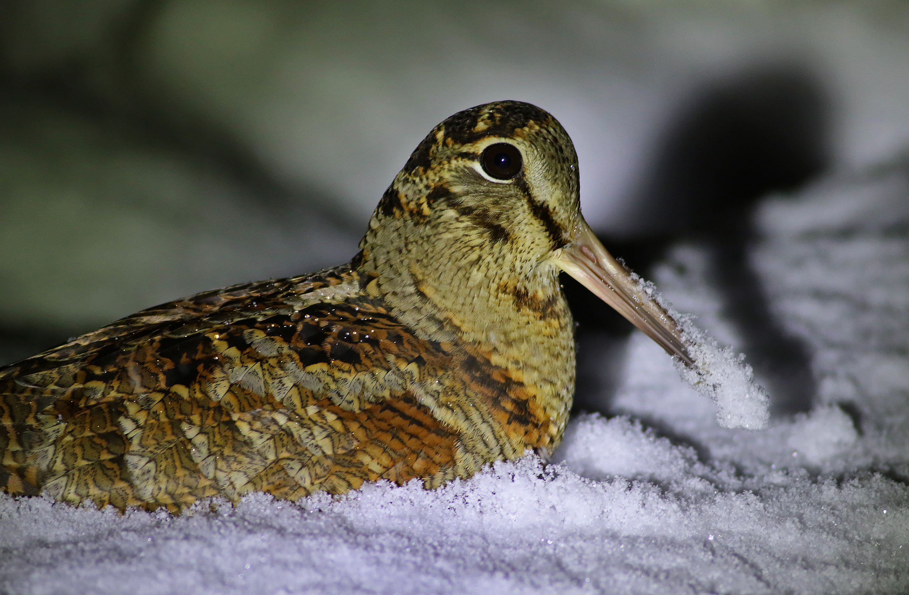 Eurasian Woodcock