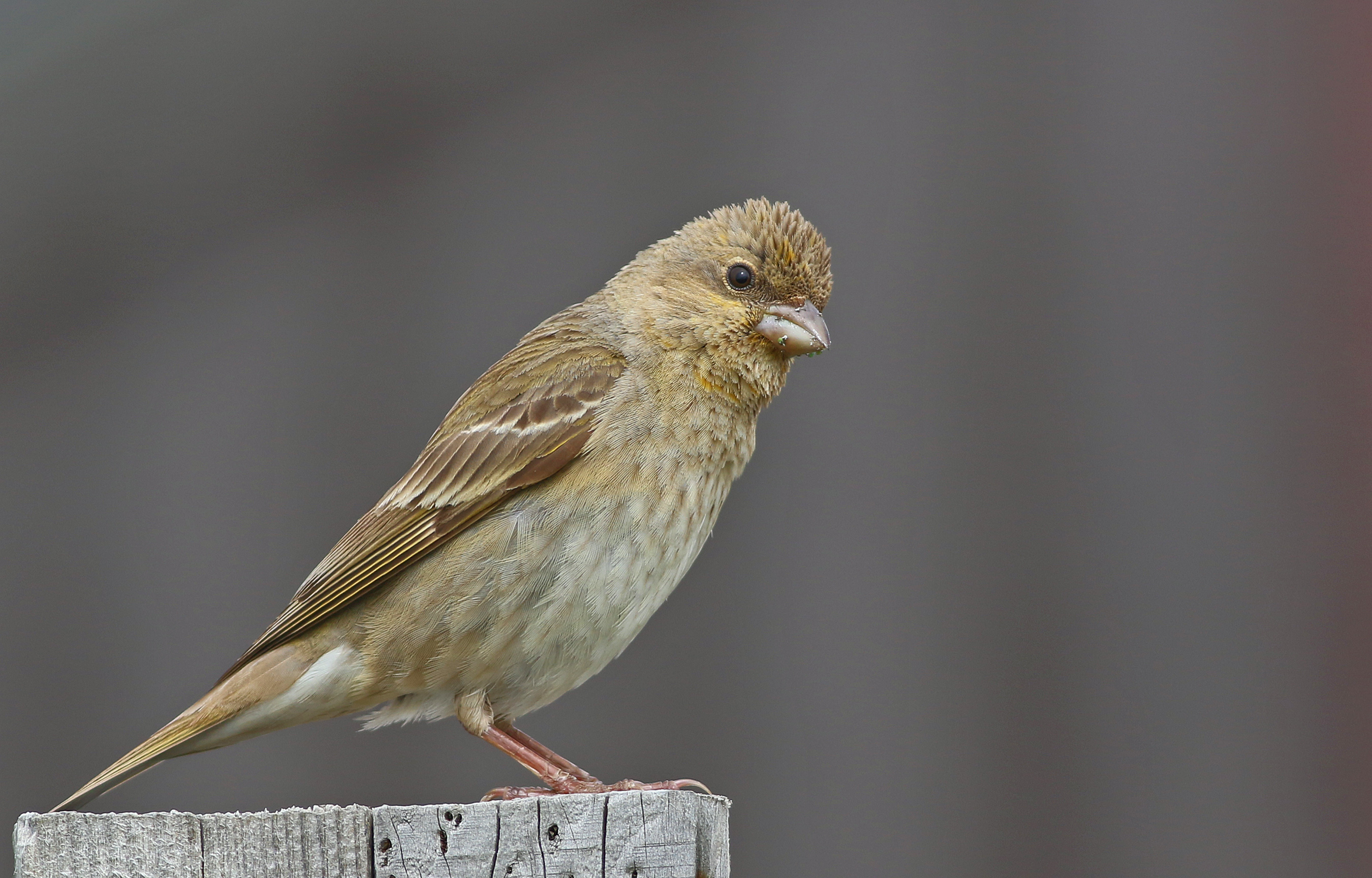 Common Rosefinch
