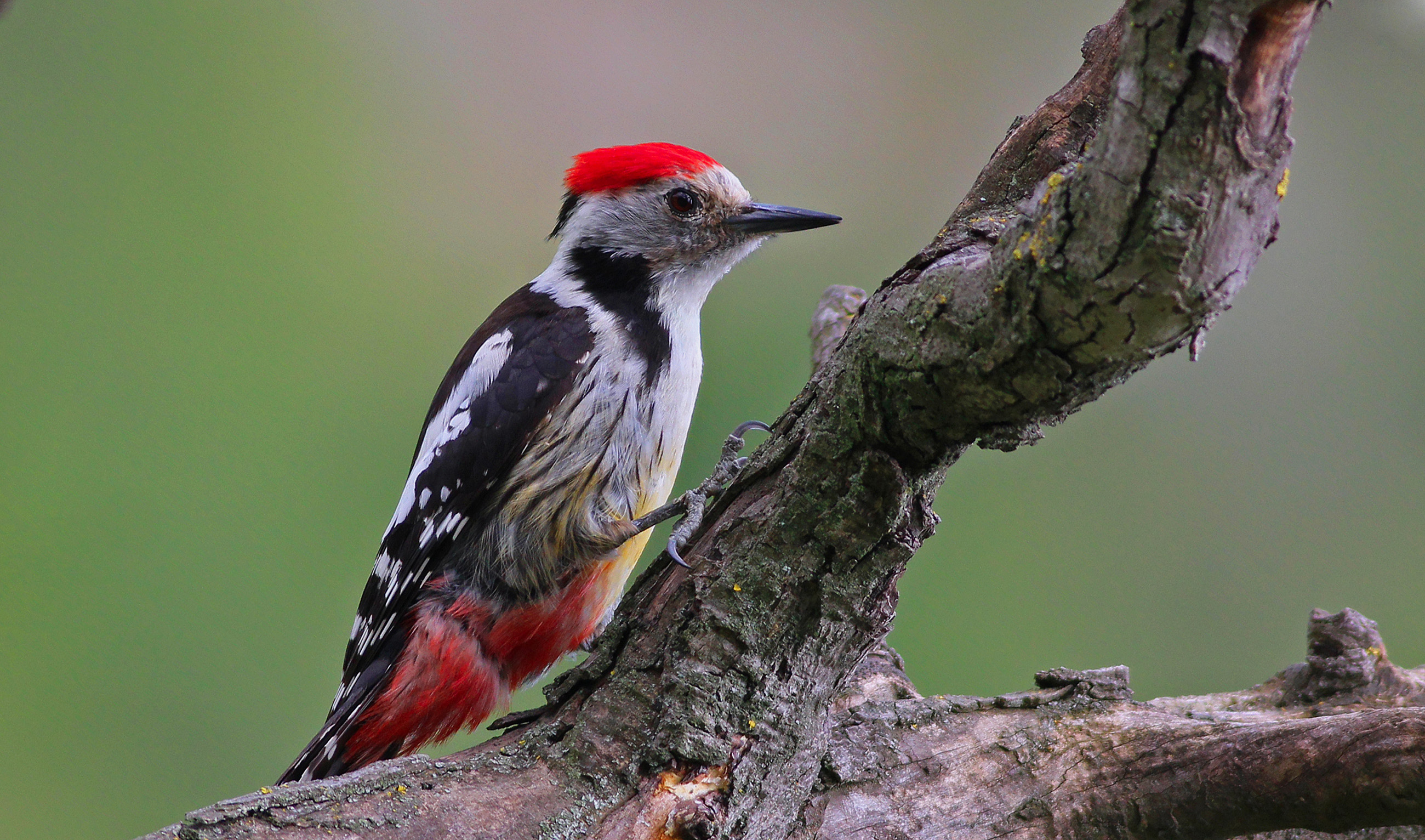 Middle Spotted Woodpecker