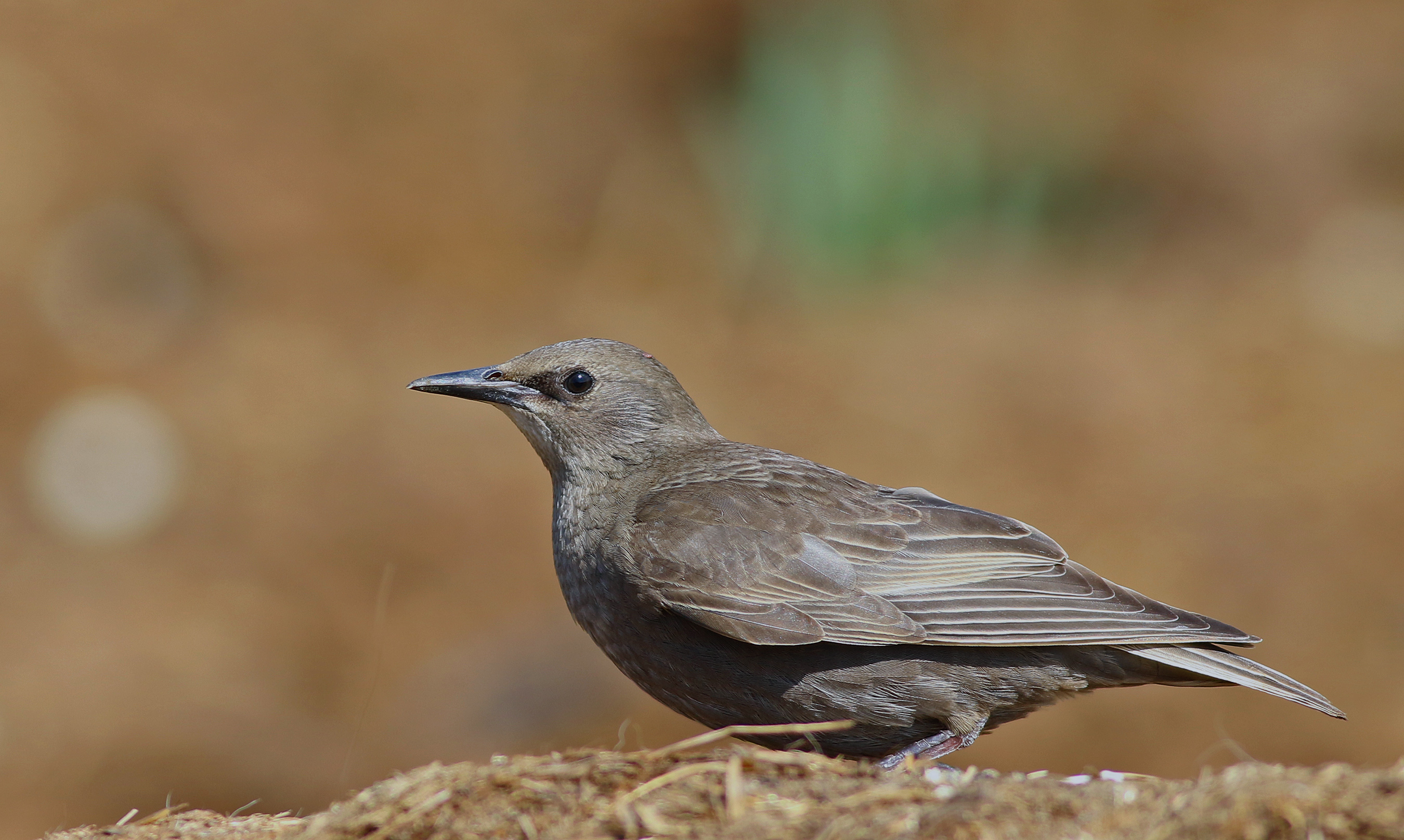 European Starling