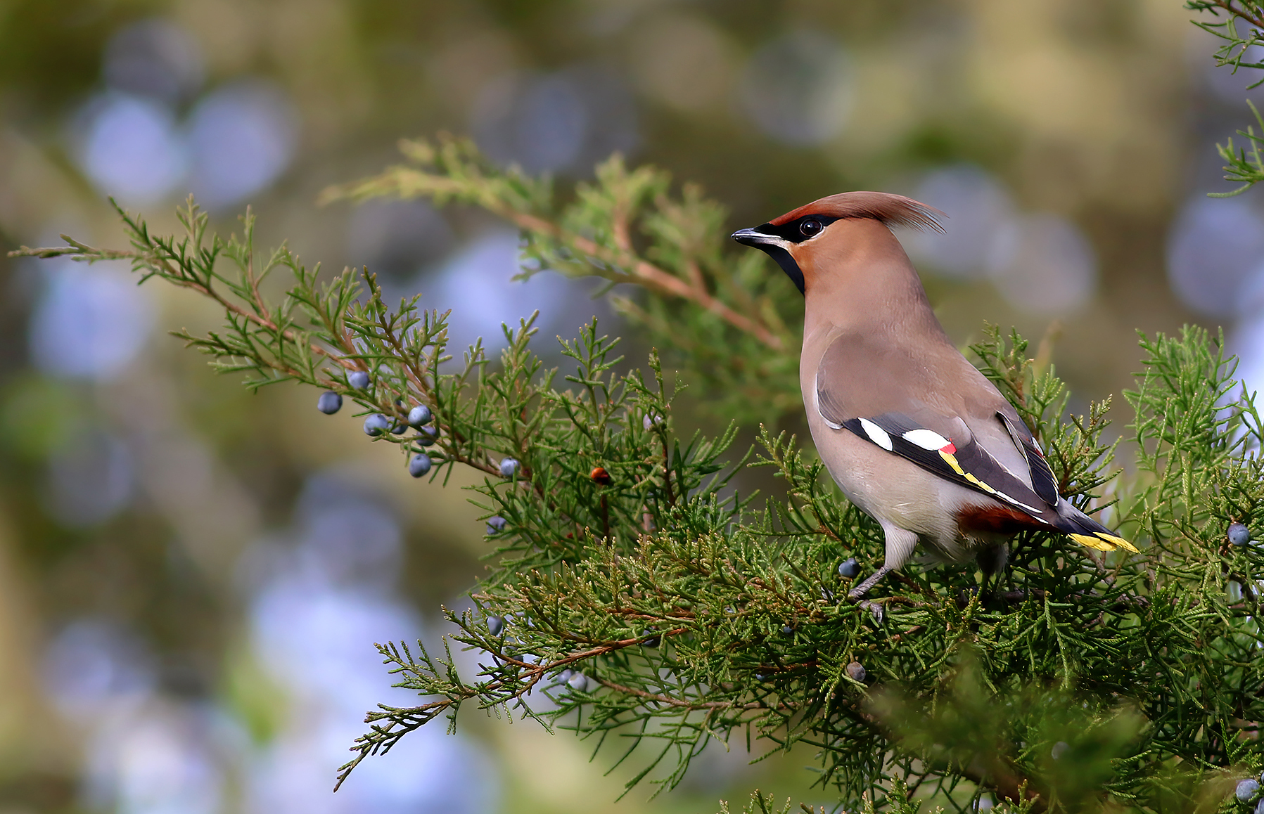 Bohemian Waxwing