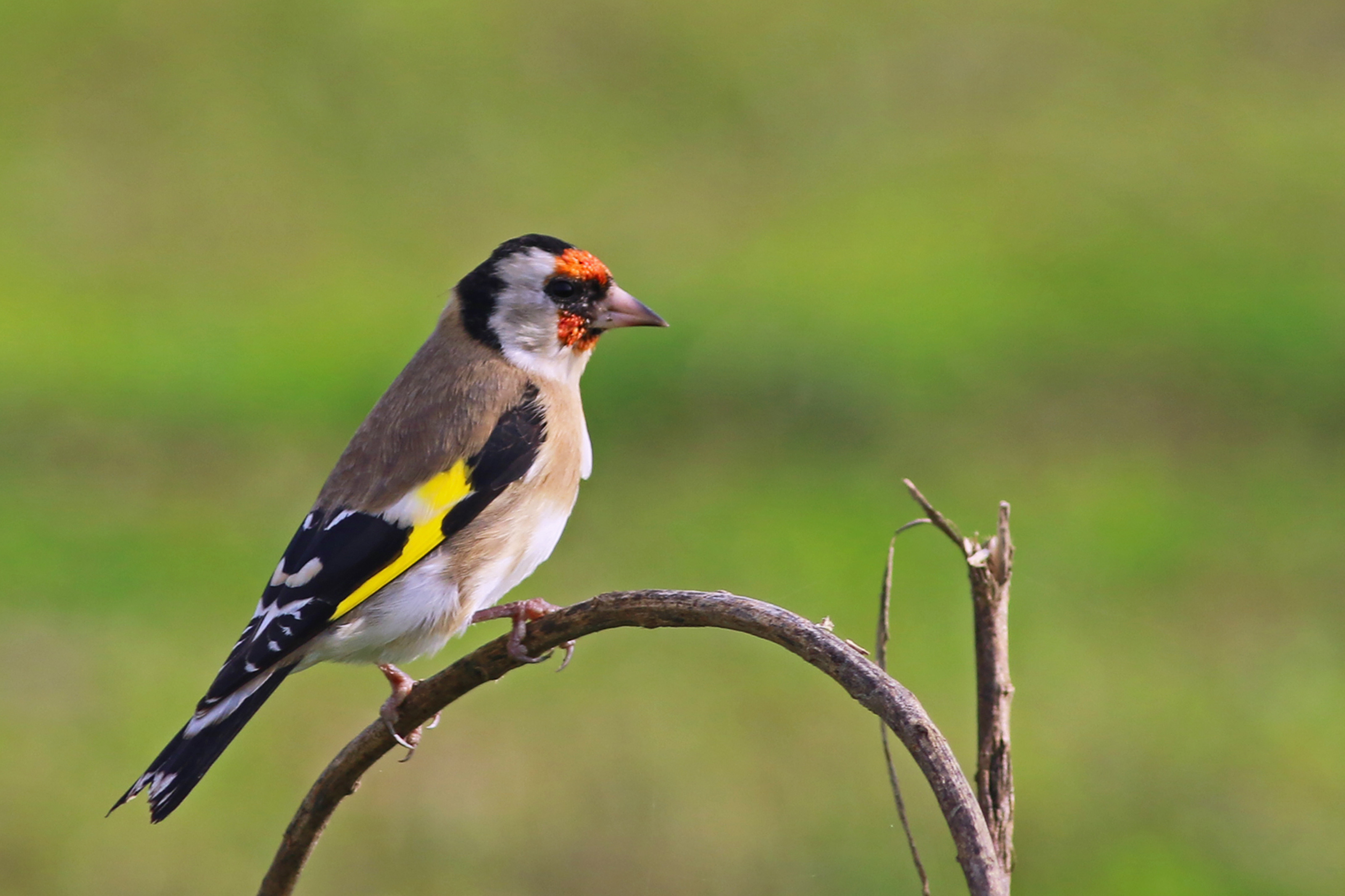 European Goldfinch