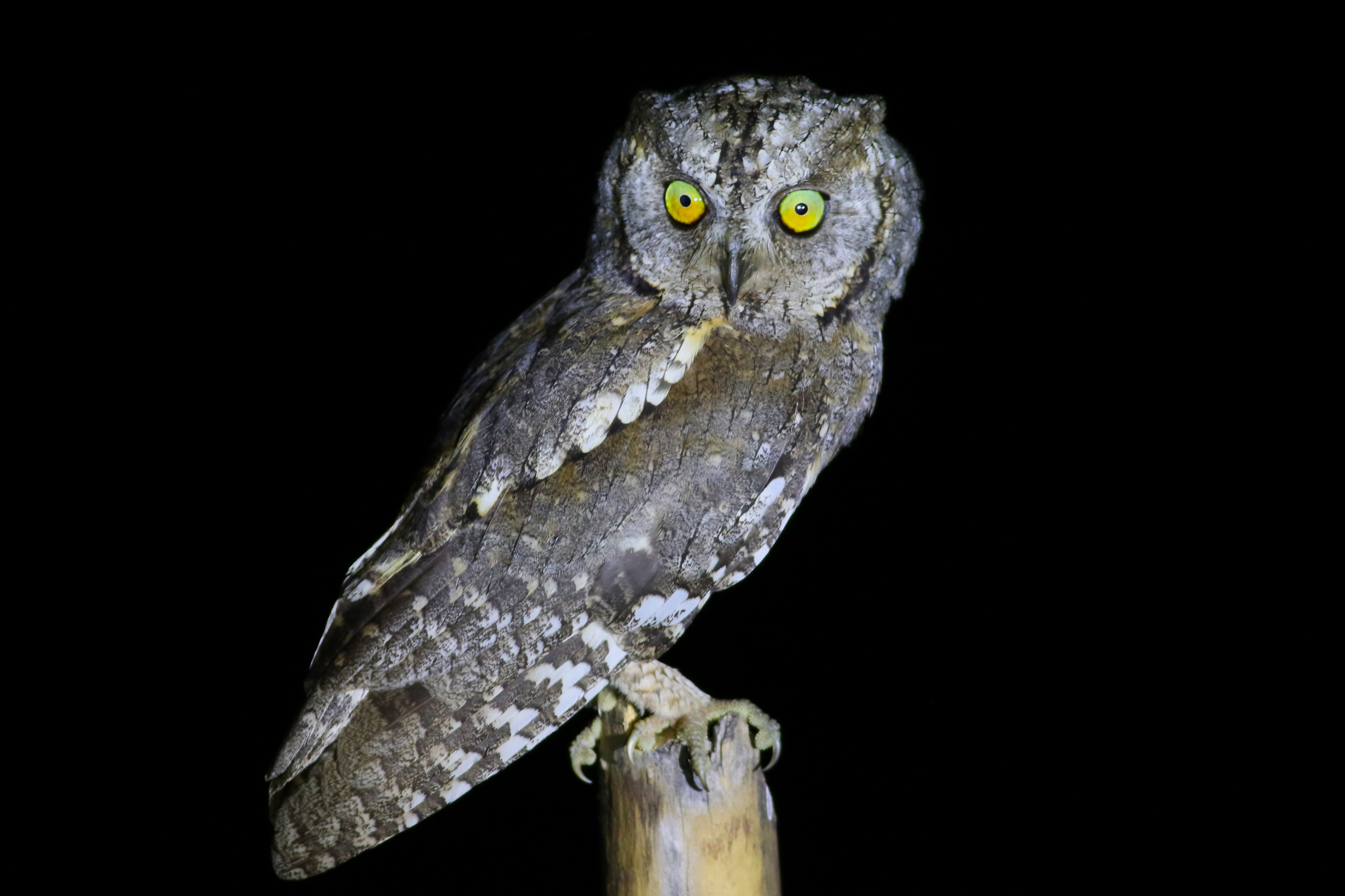 Eurasian Scops-Owl