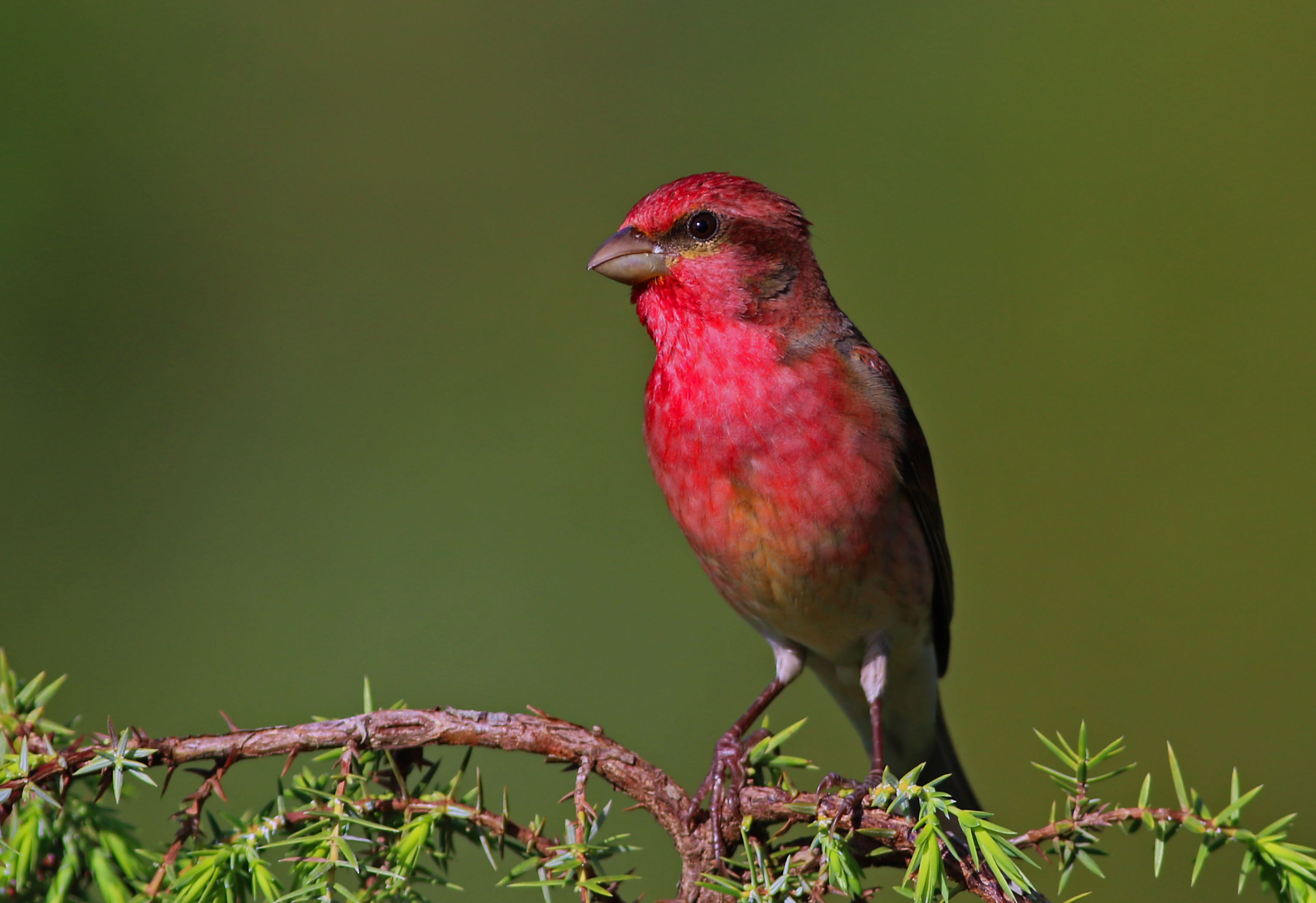 Common Rosefinch