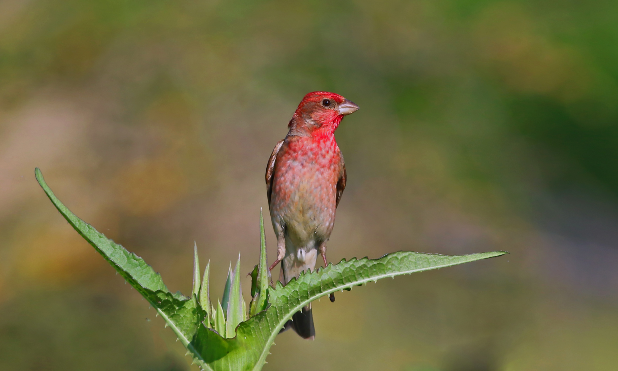 Common Rosefinch