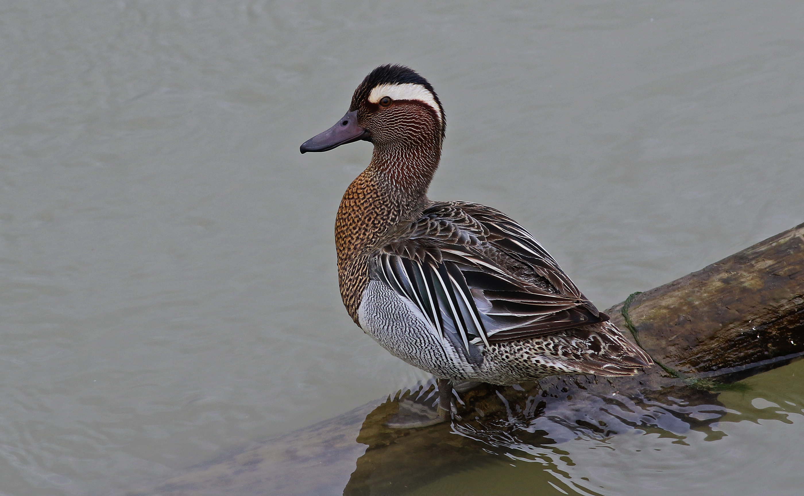 Garganey