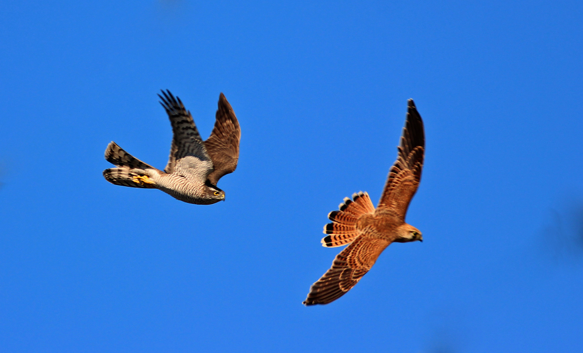 Eurasian Kestrel