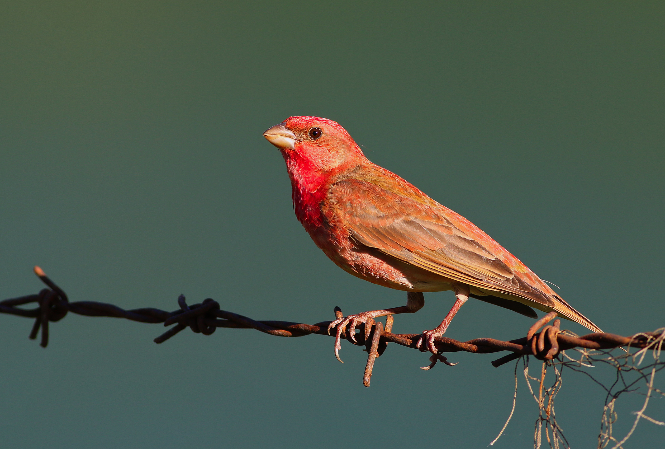Common Rosefinch