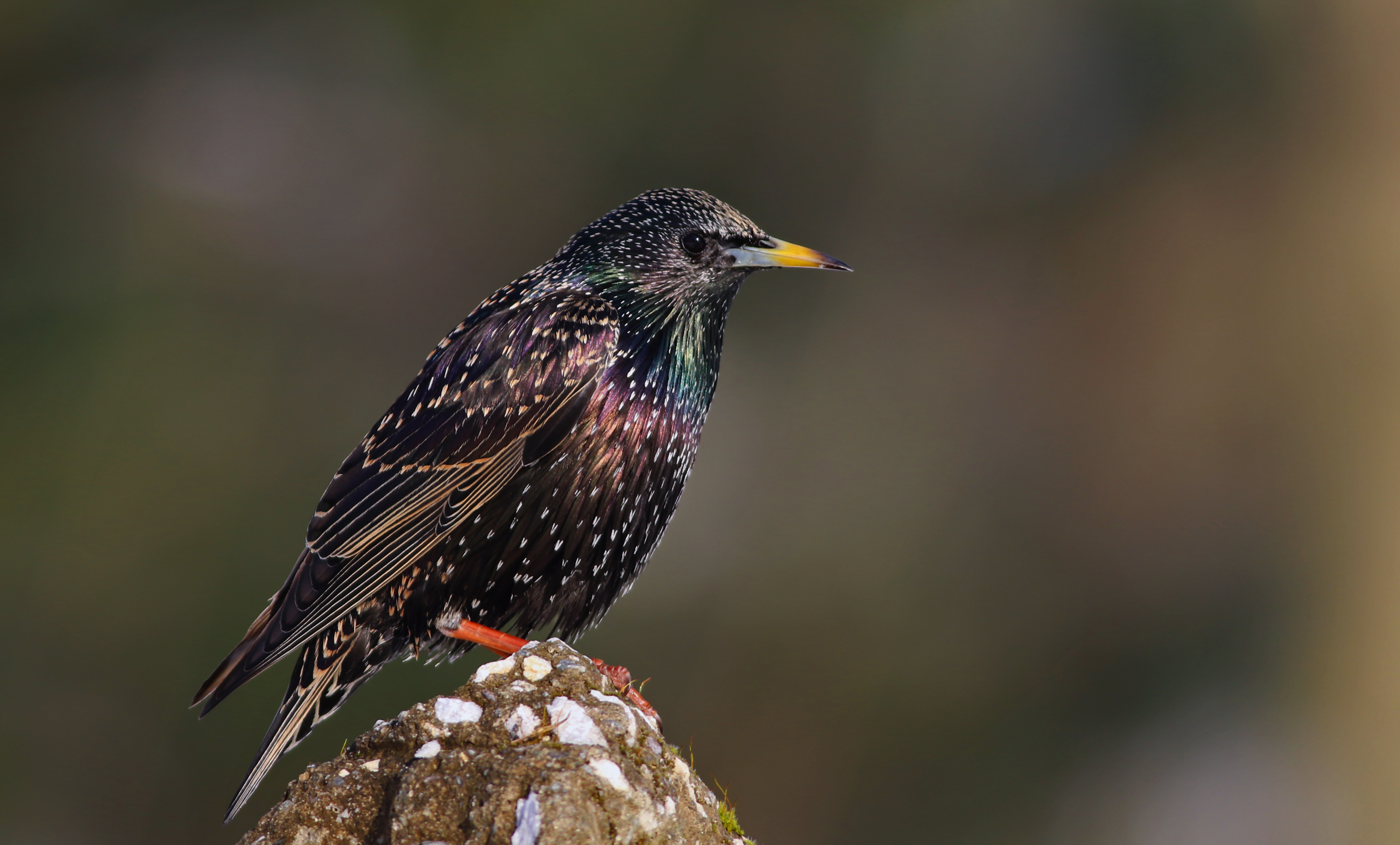European Starling