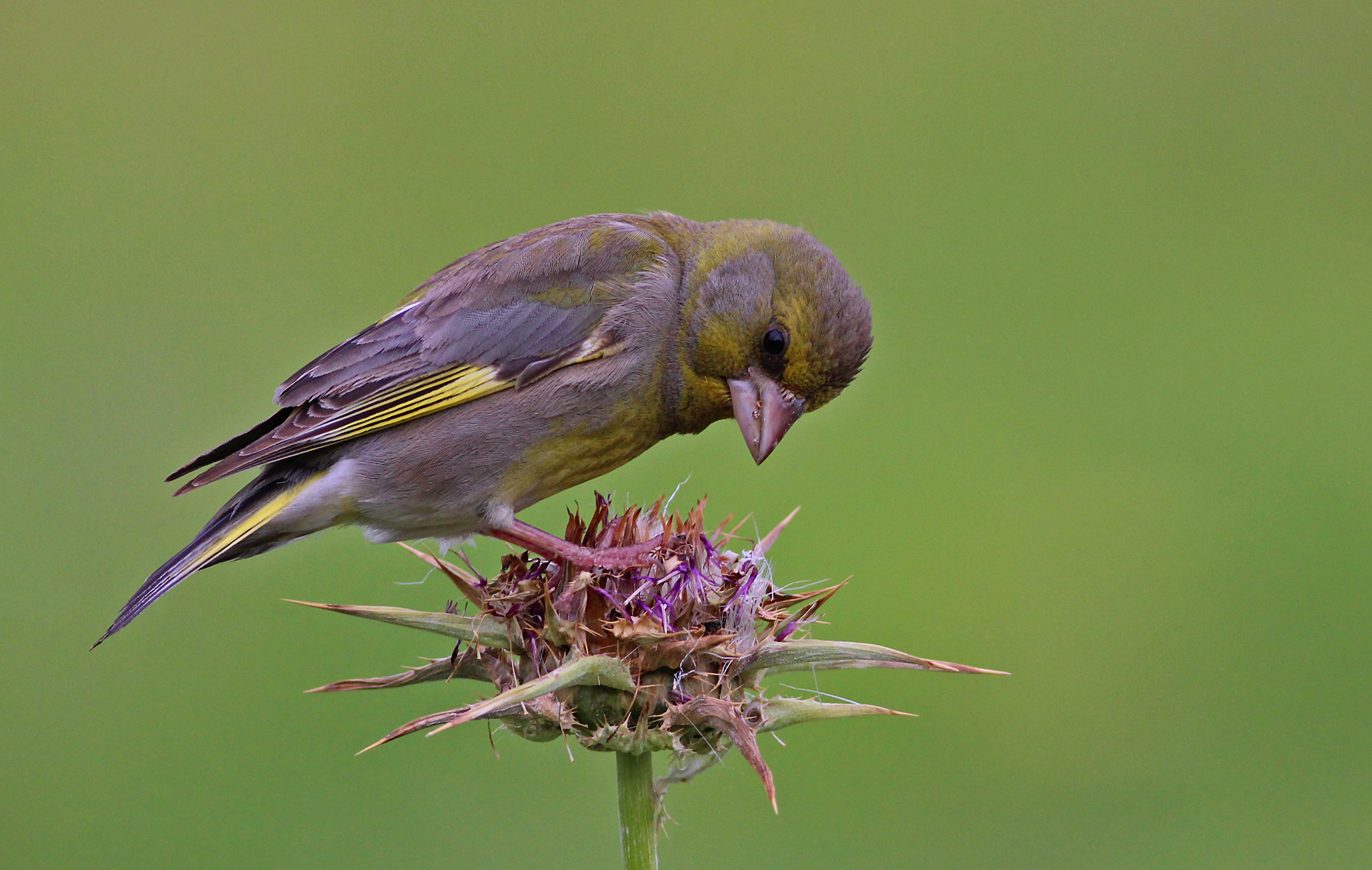 European Greenfinch