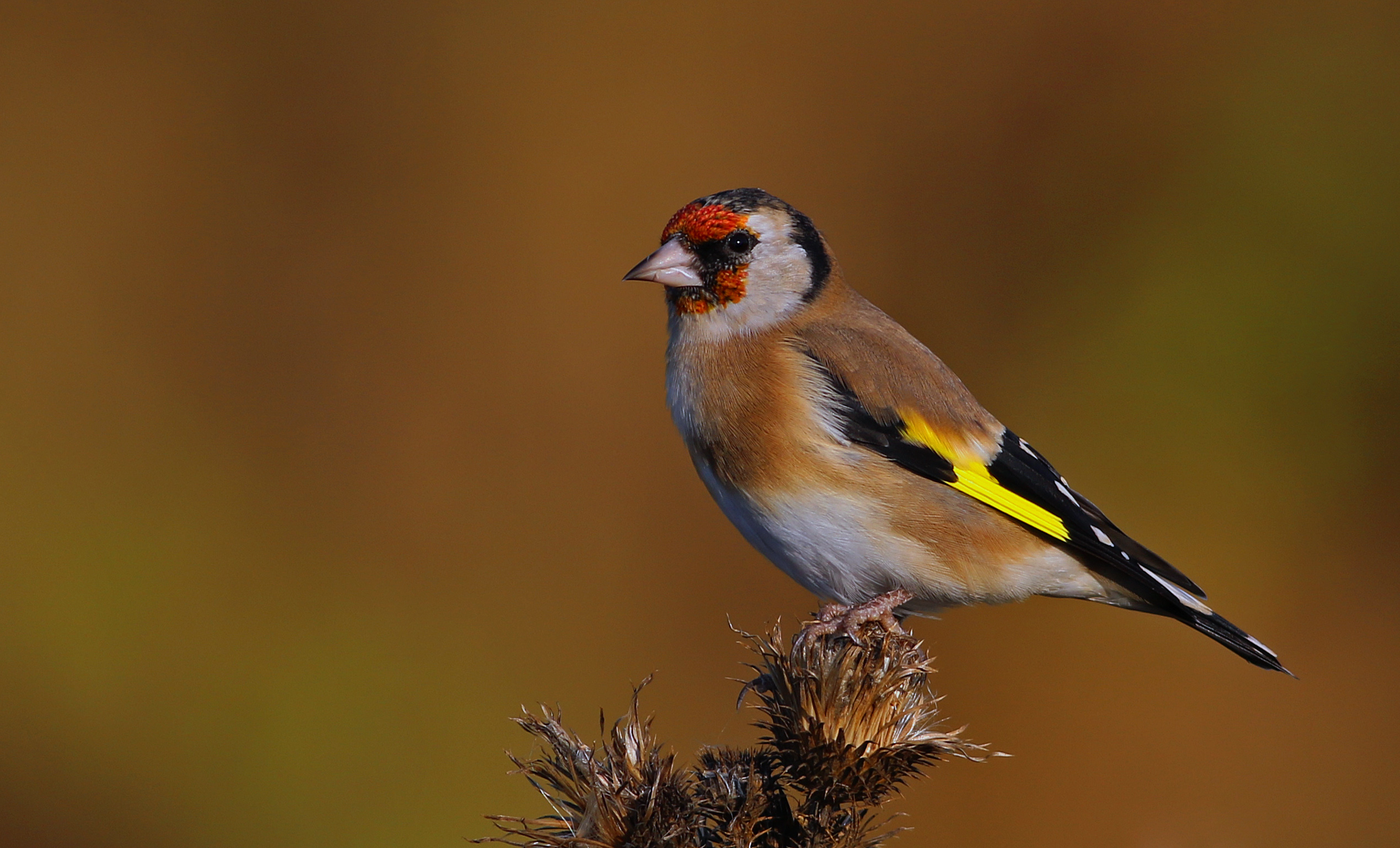 European Goldfinch